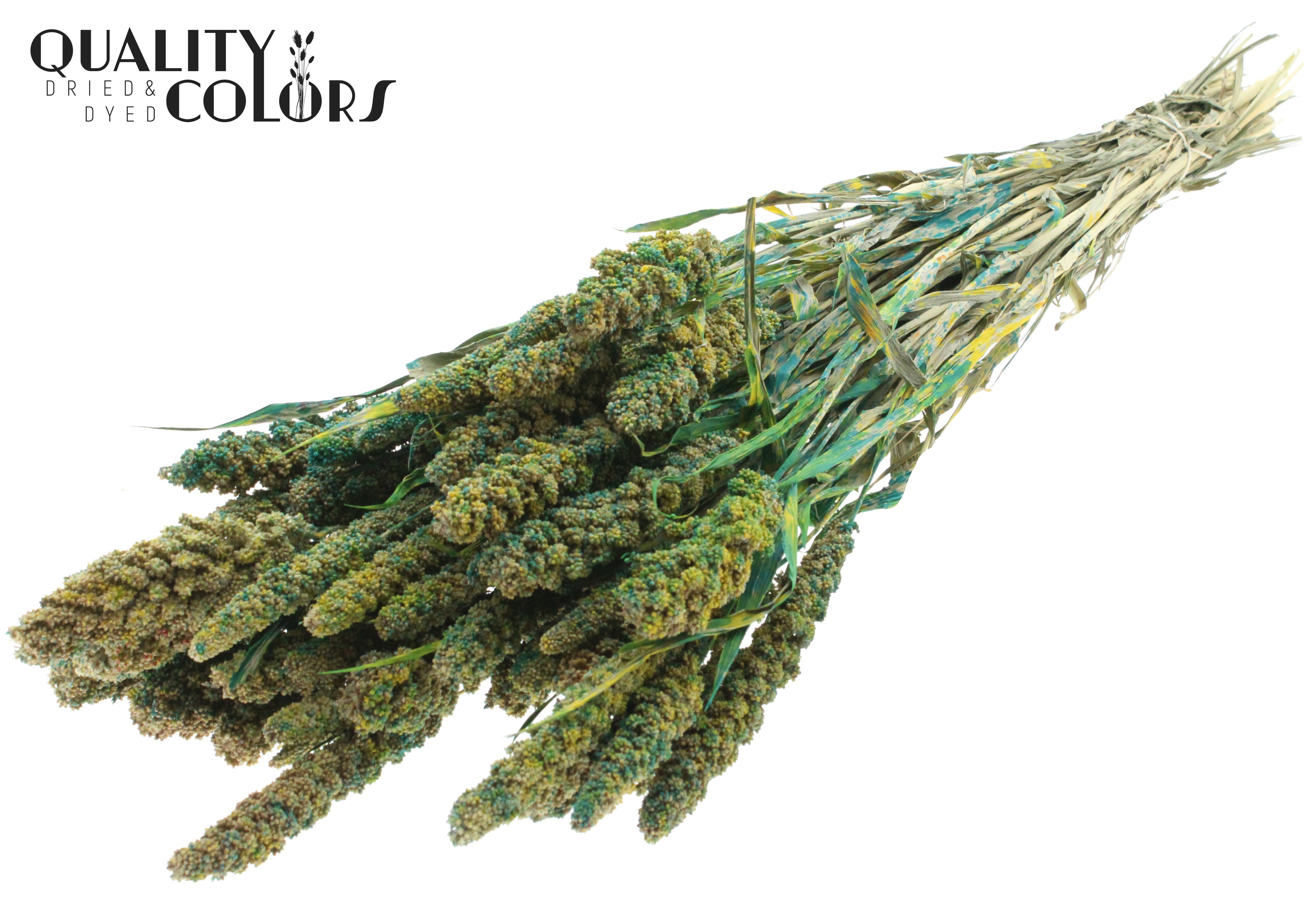 Panicum Green Per Bunch 60cm