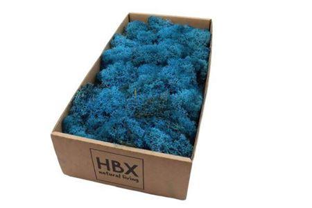 Moss Reindeer Moss 500gr Blue