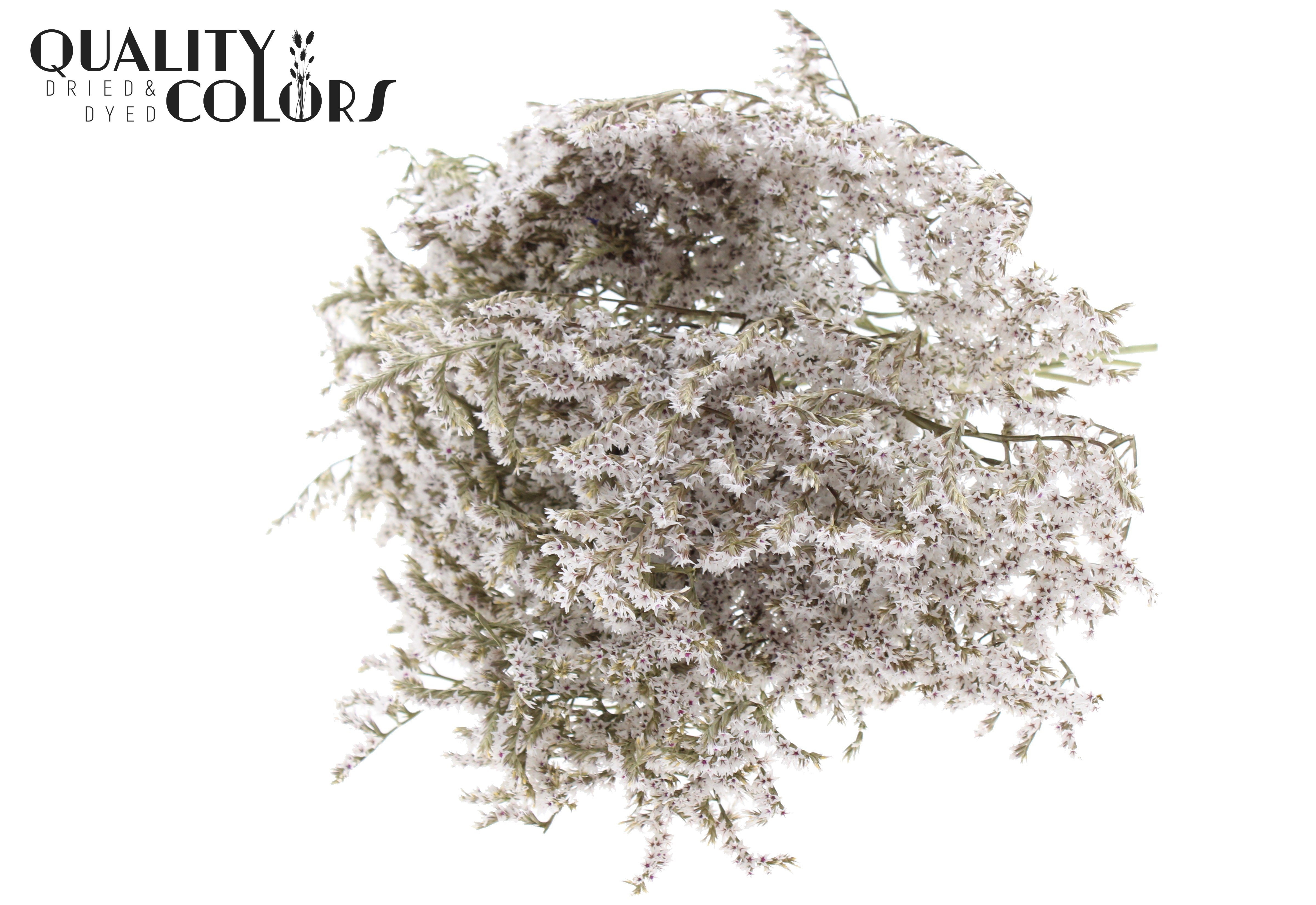 Limonium Tataricum Natural Per Bunch 30cm 45gr.