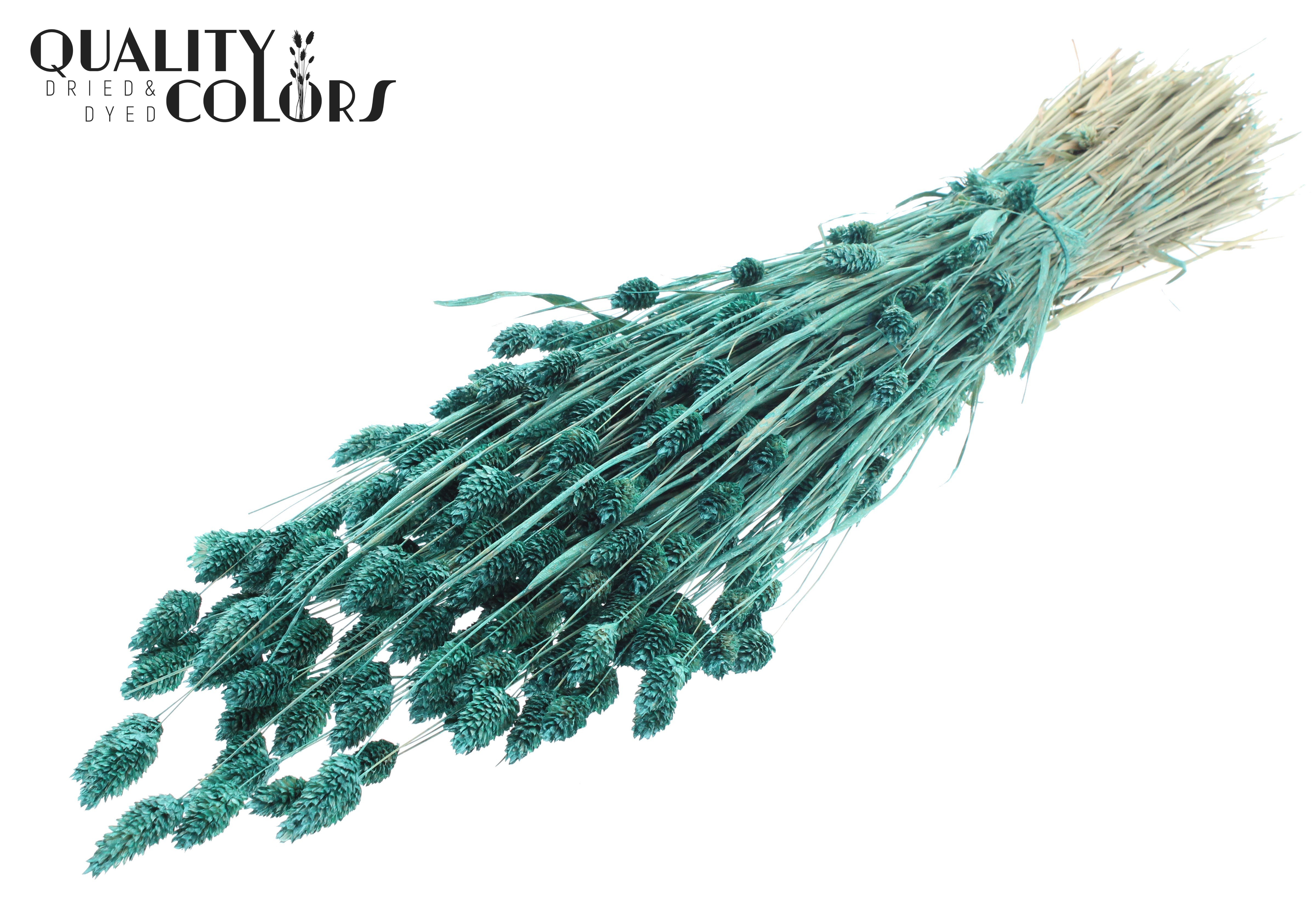 Phalaris Pearl Turquoise Per Bunch 60cm 220gr.