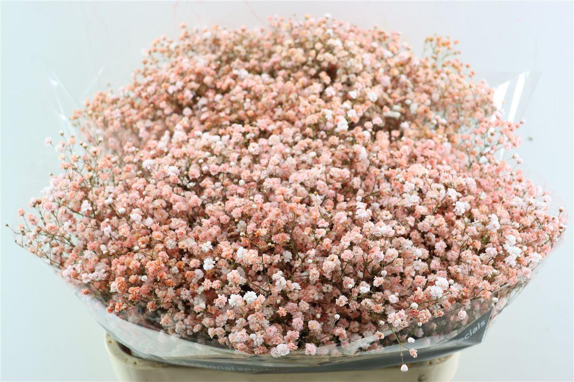 Gyps Pa. Coral/salmon