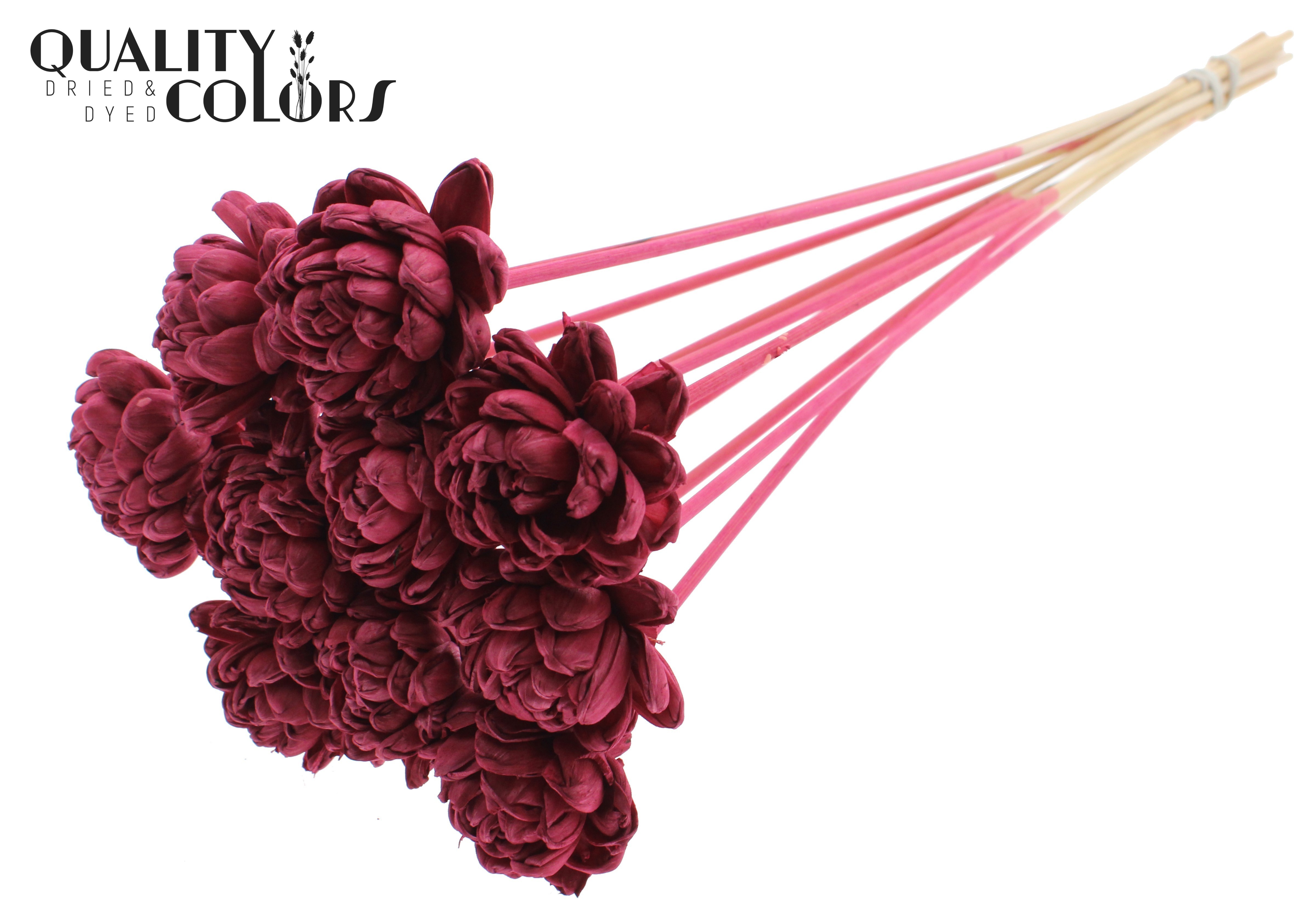 Shola Beauty Rose Burgundy 50cm