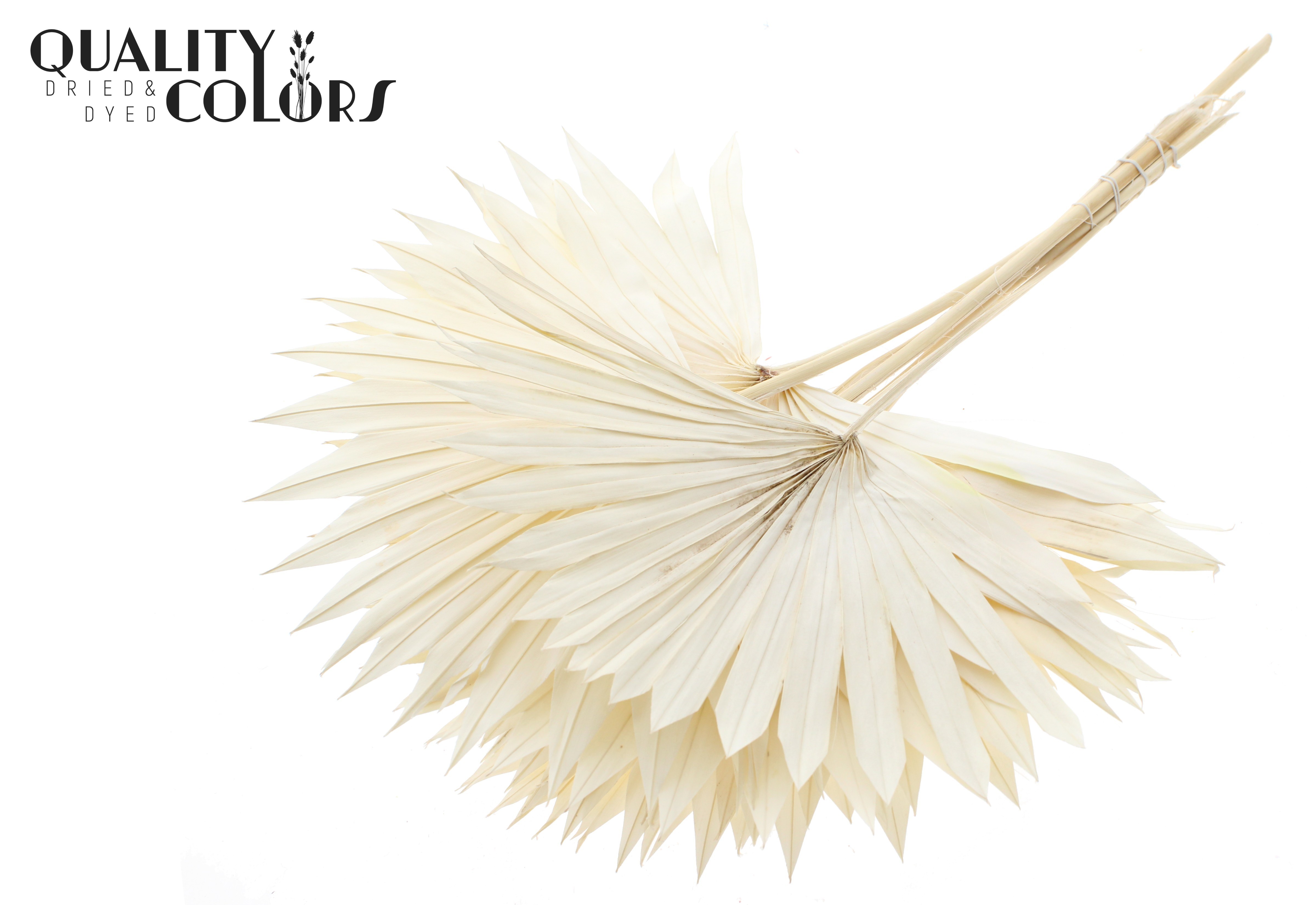 Palm Sun Intense Bleached 55cm