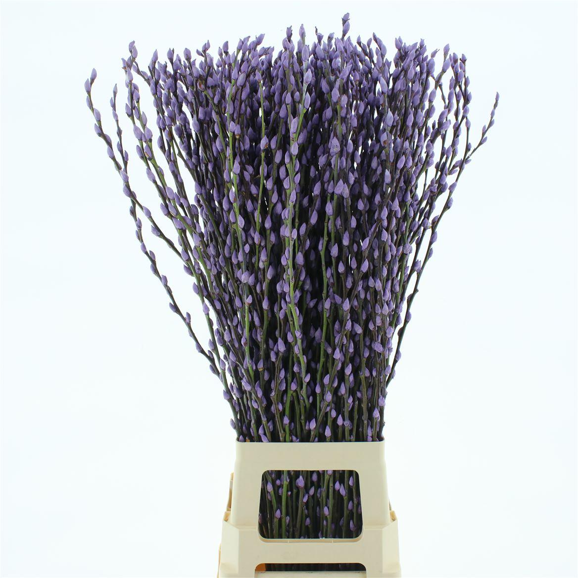Salix Snow Flake Klb Milka