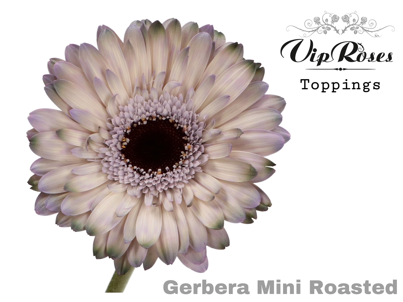 Gerbery a germini (špeciál)