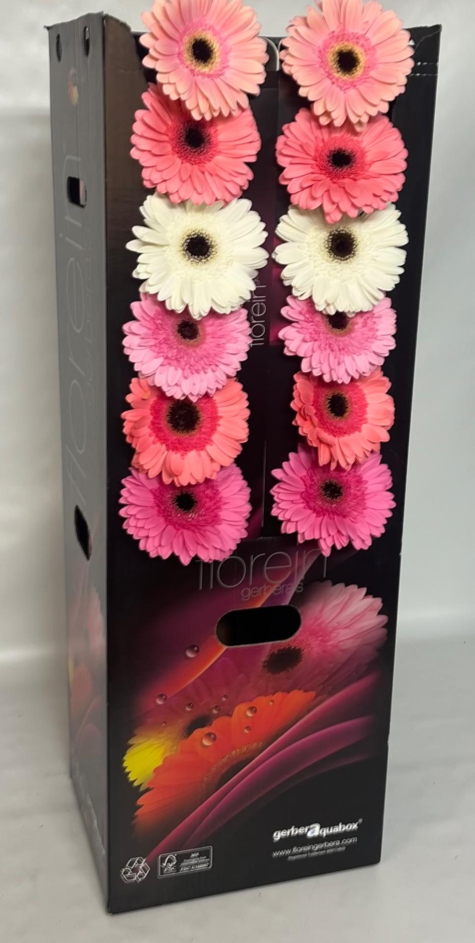 Ge Gr Pink & Passion Mix Aquabox X96