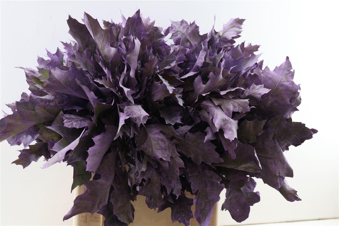 Quercus Rubra Frosted Milka