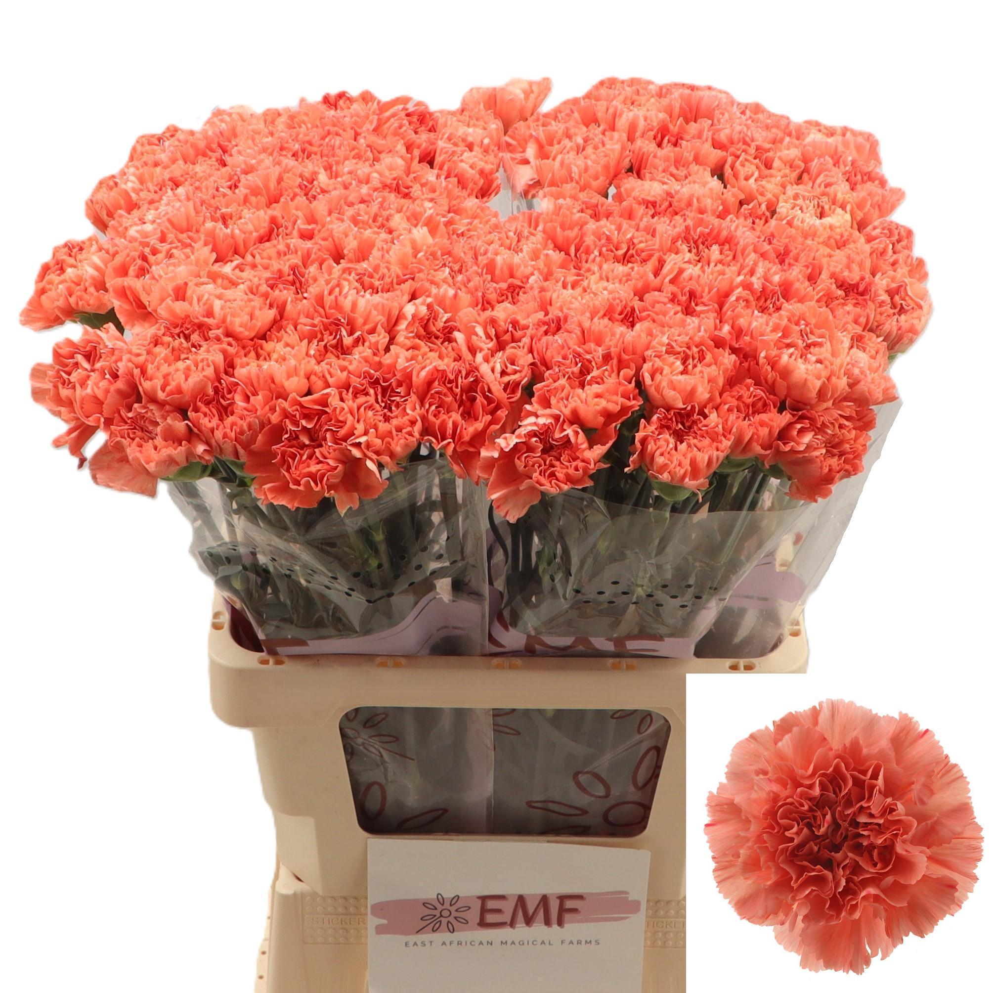 Dianthus Single Tamarind 65cm