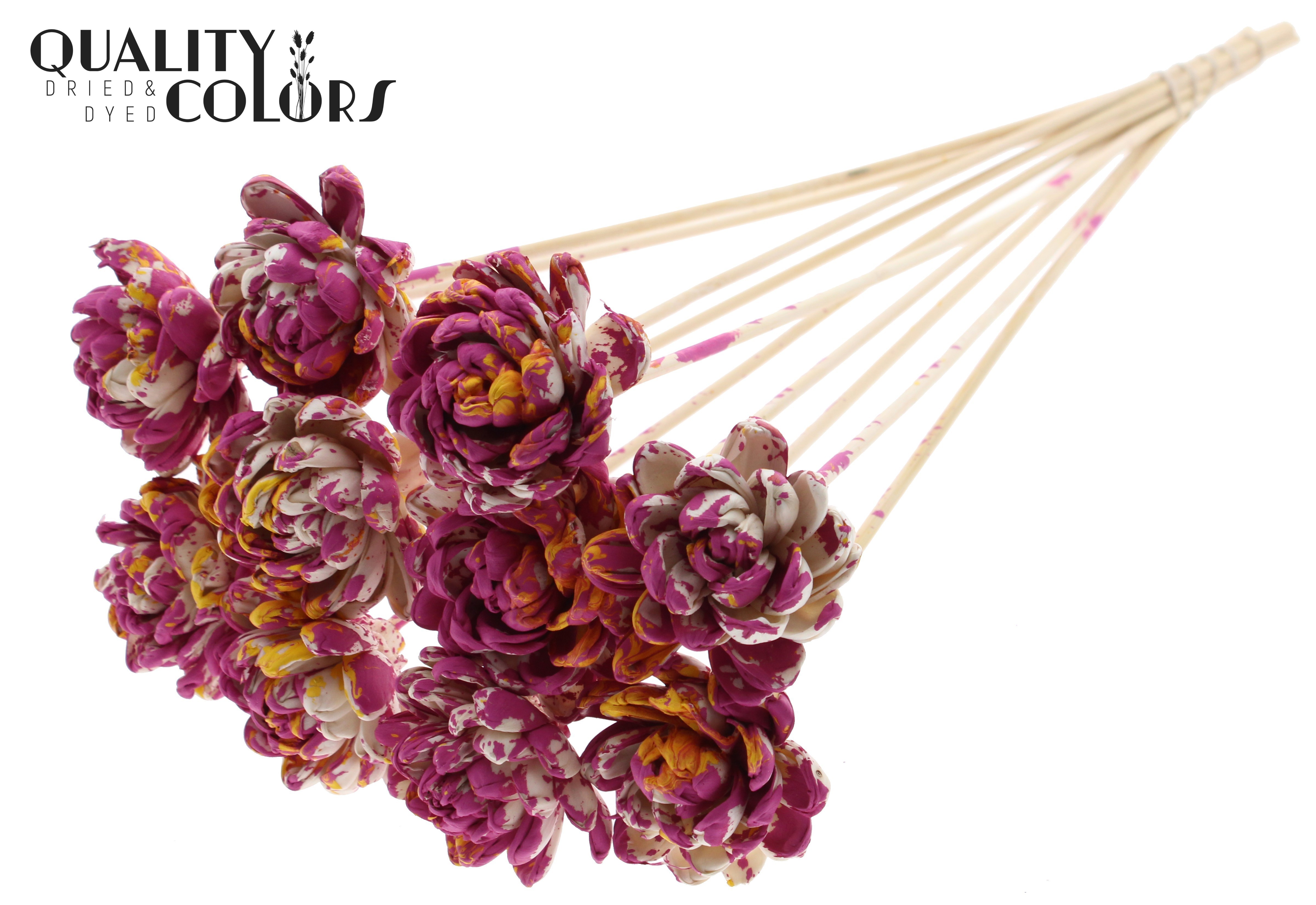 Shola New Beauty Rose Multicolour Cerise Yellow 50cm