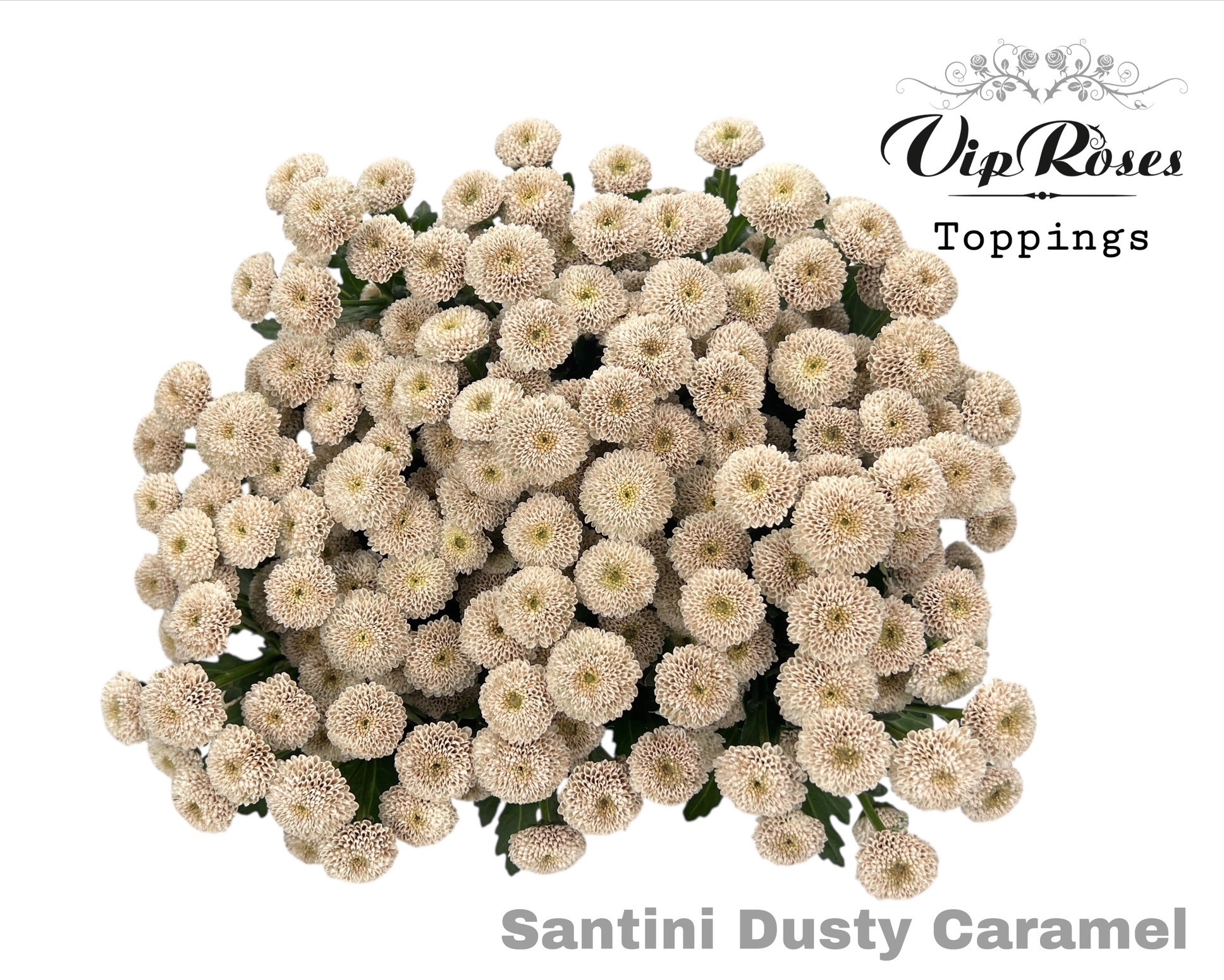 Chr S Dusty Caramel