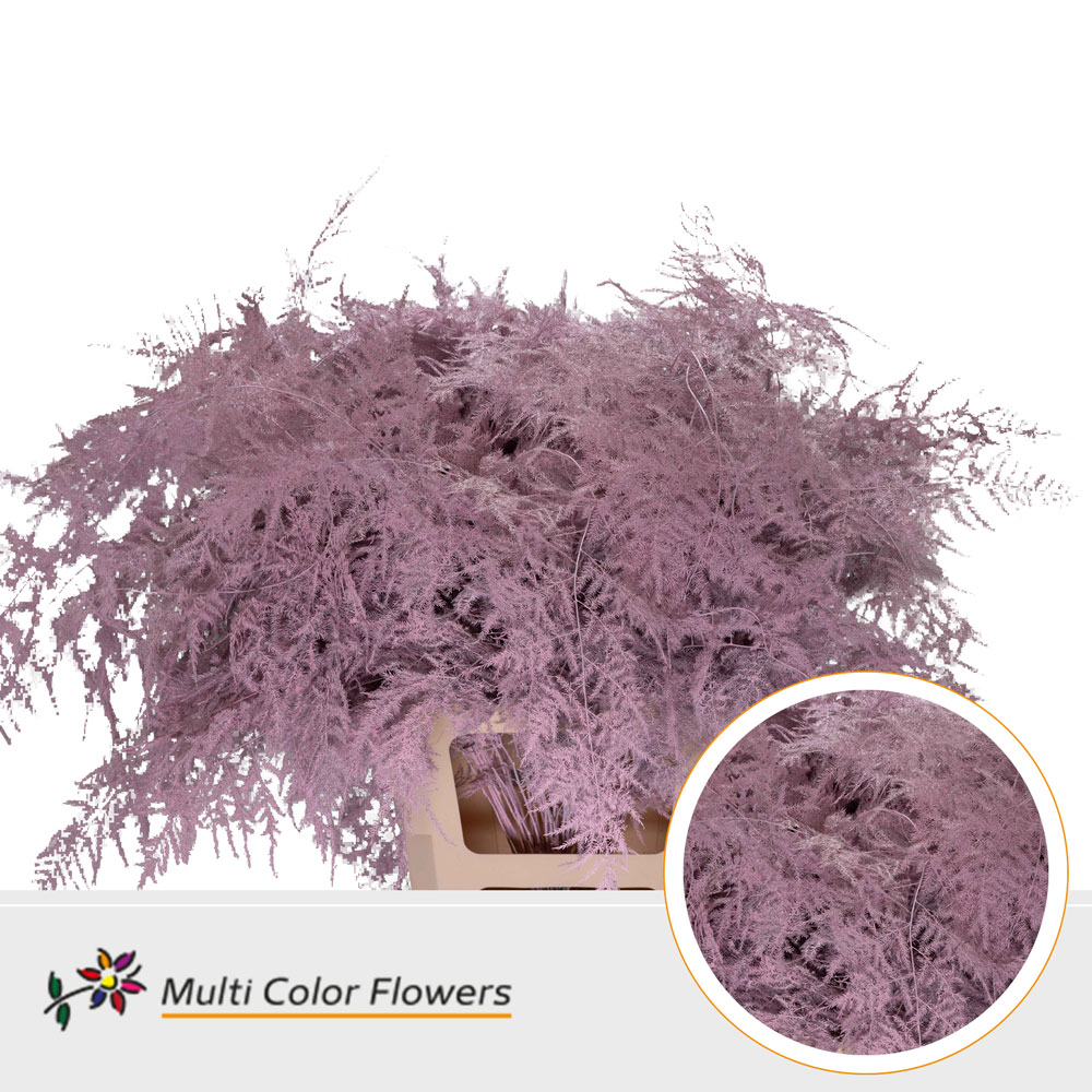 Asparagus Setaceus Painted Light Pink 65cm