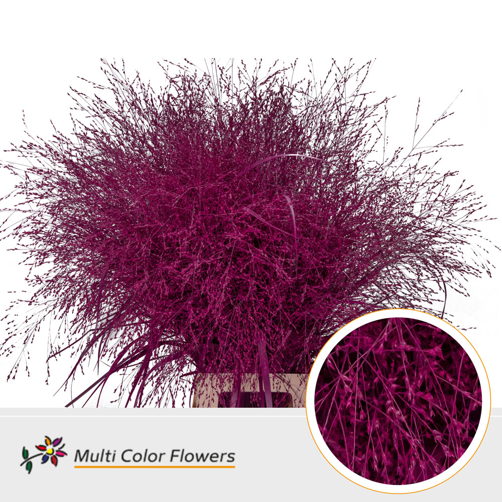 Panicum Painted Fountain Erica 90cm