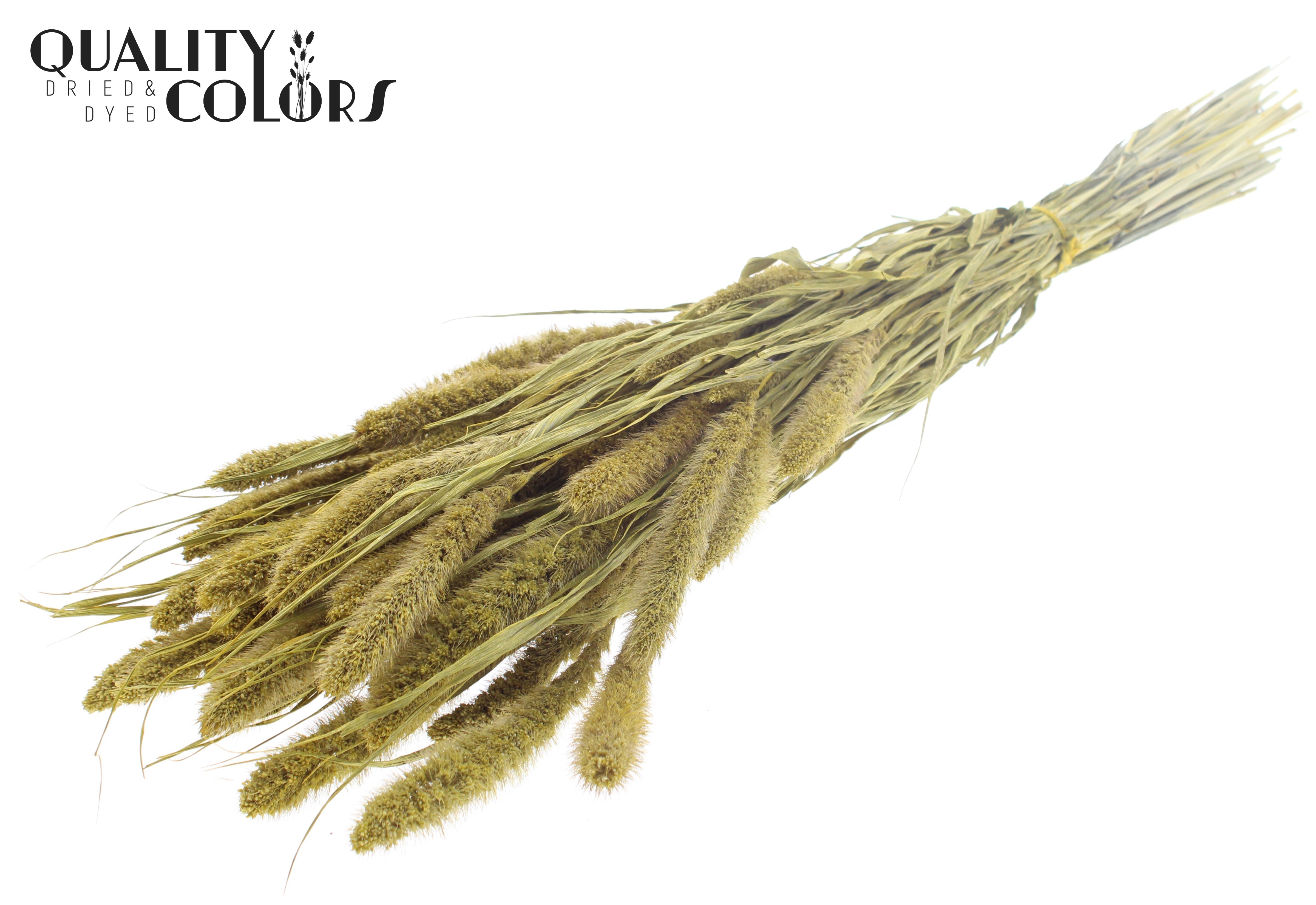 Setaria Metallic Yellow Per Bunch 70cm