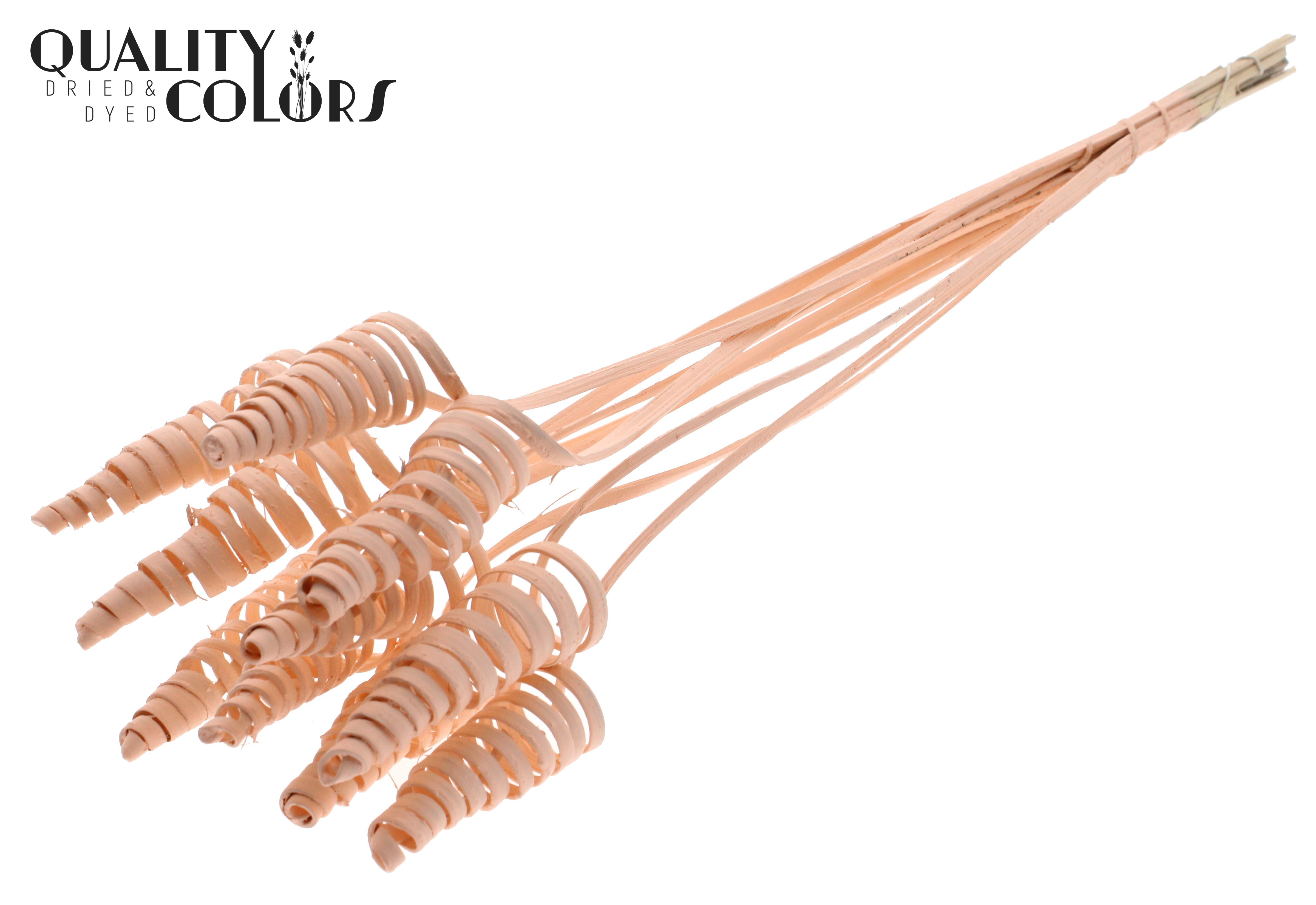 Cane Cone Apricot 50cm