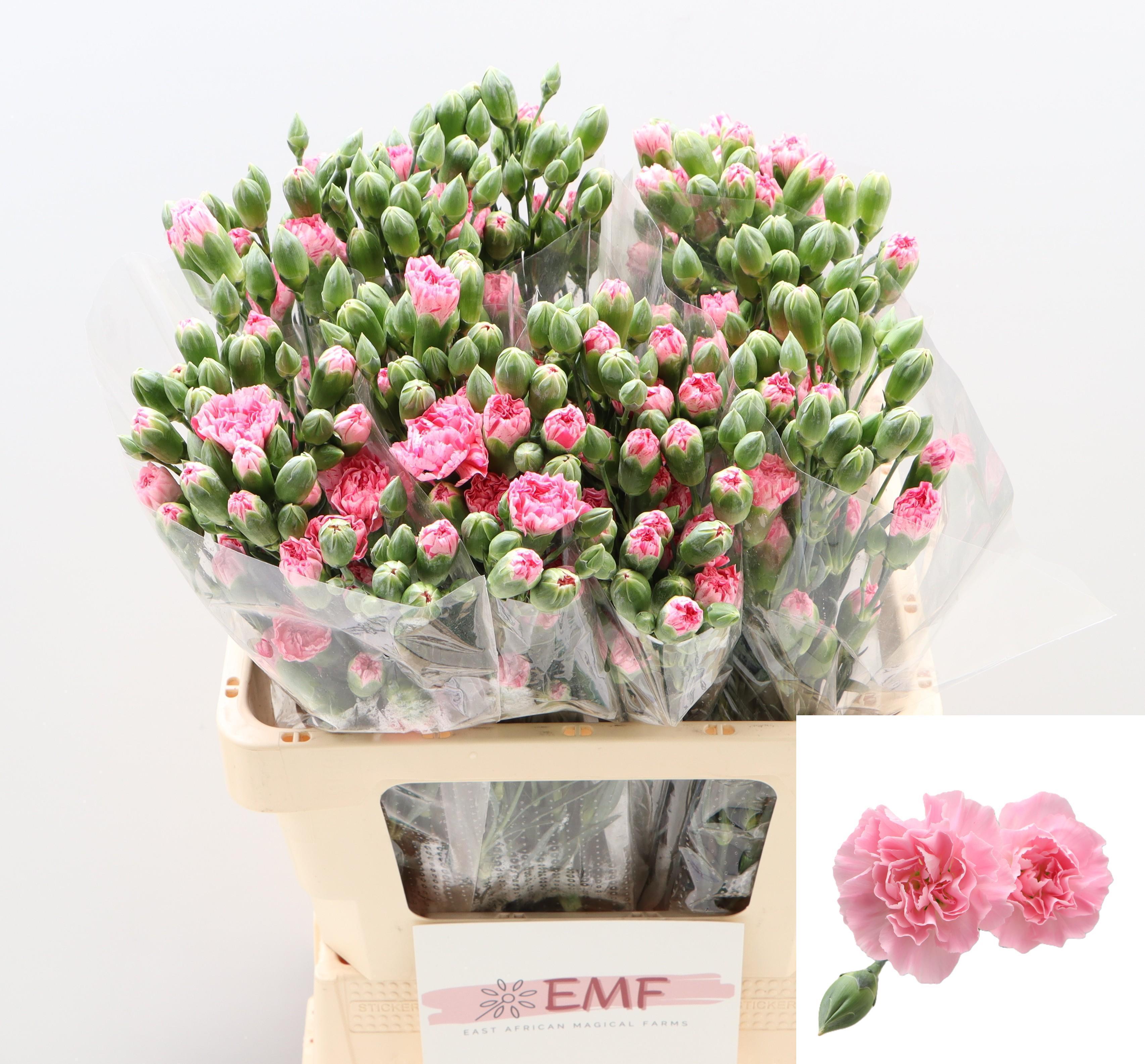 Dianthus Spray Rosadita 60cm