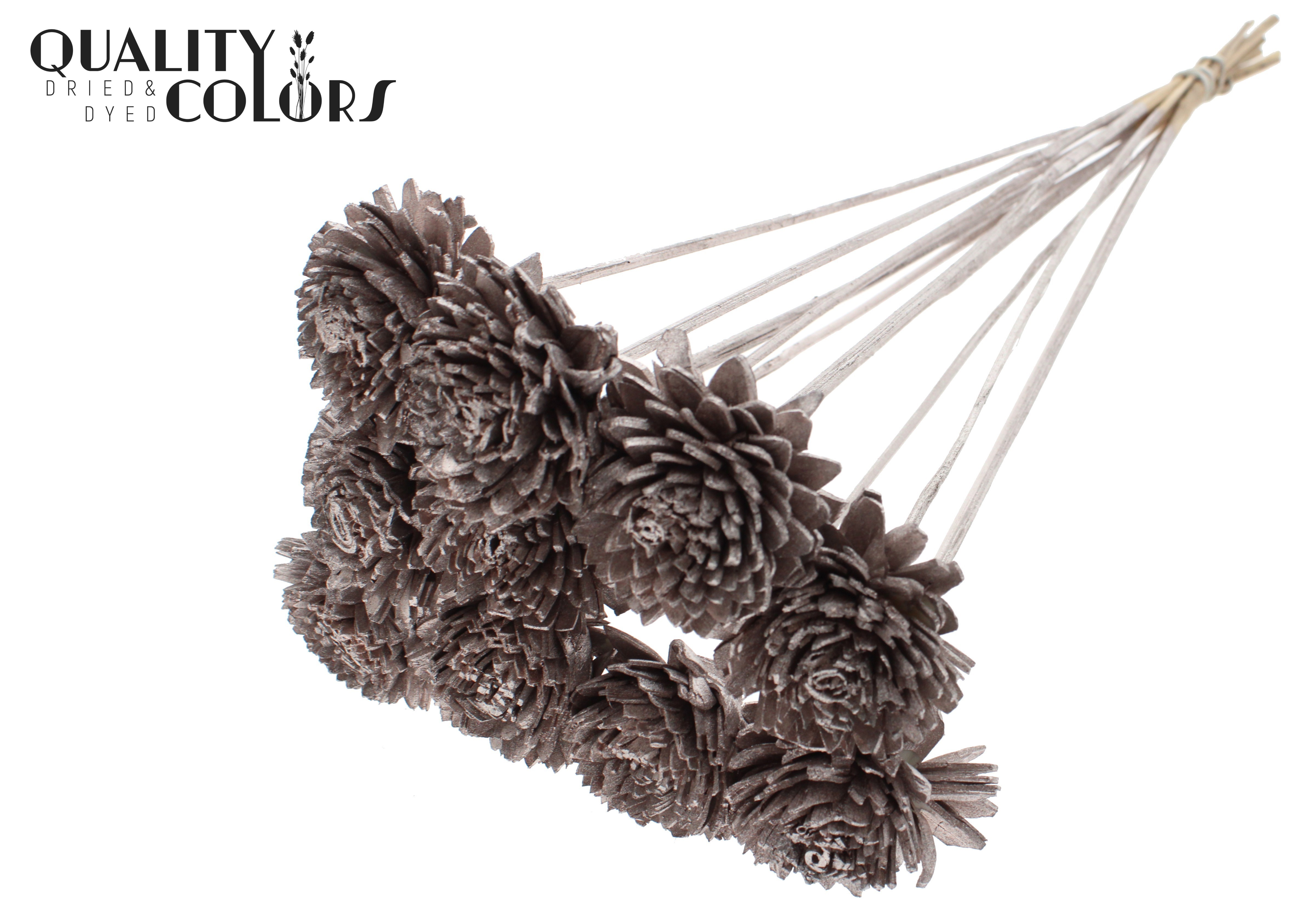 Shola Zinia Champagne 50cm