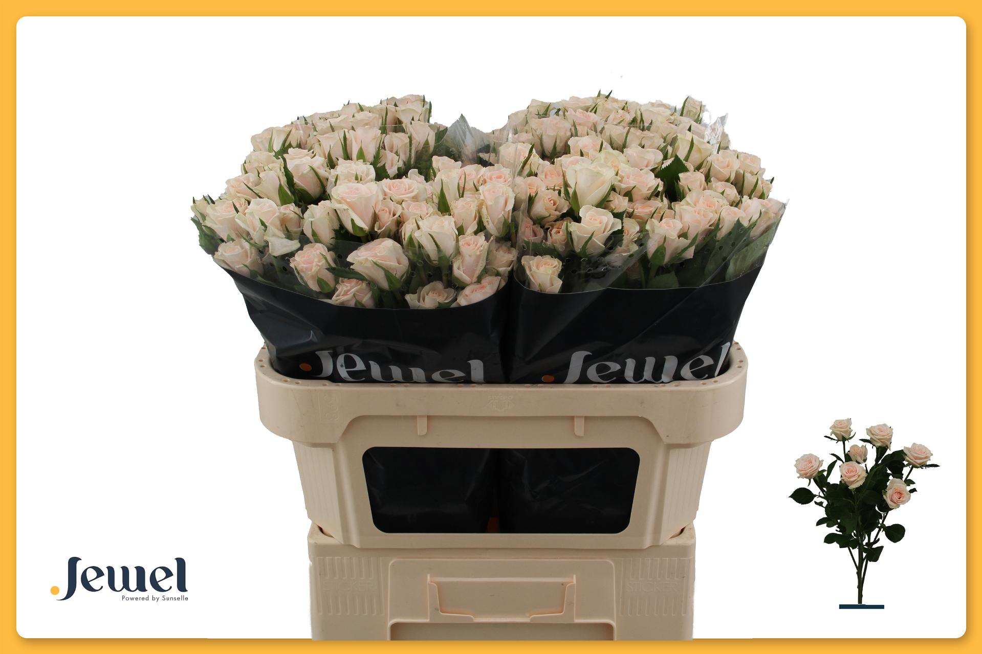 Rosa Spr Royal Porcelina 70cm