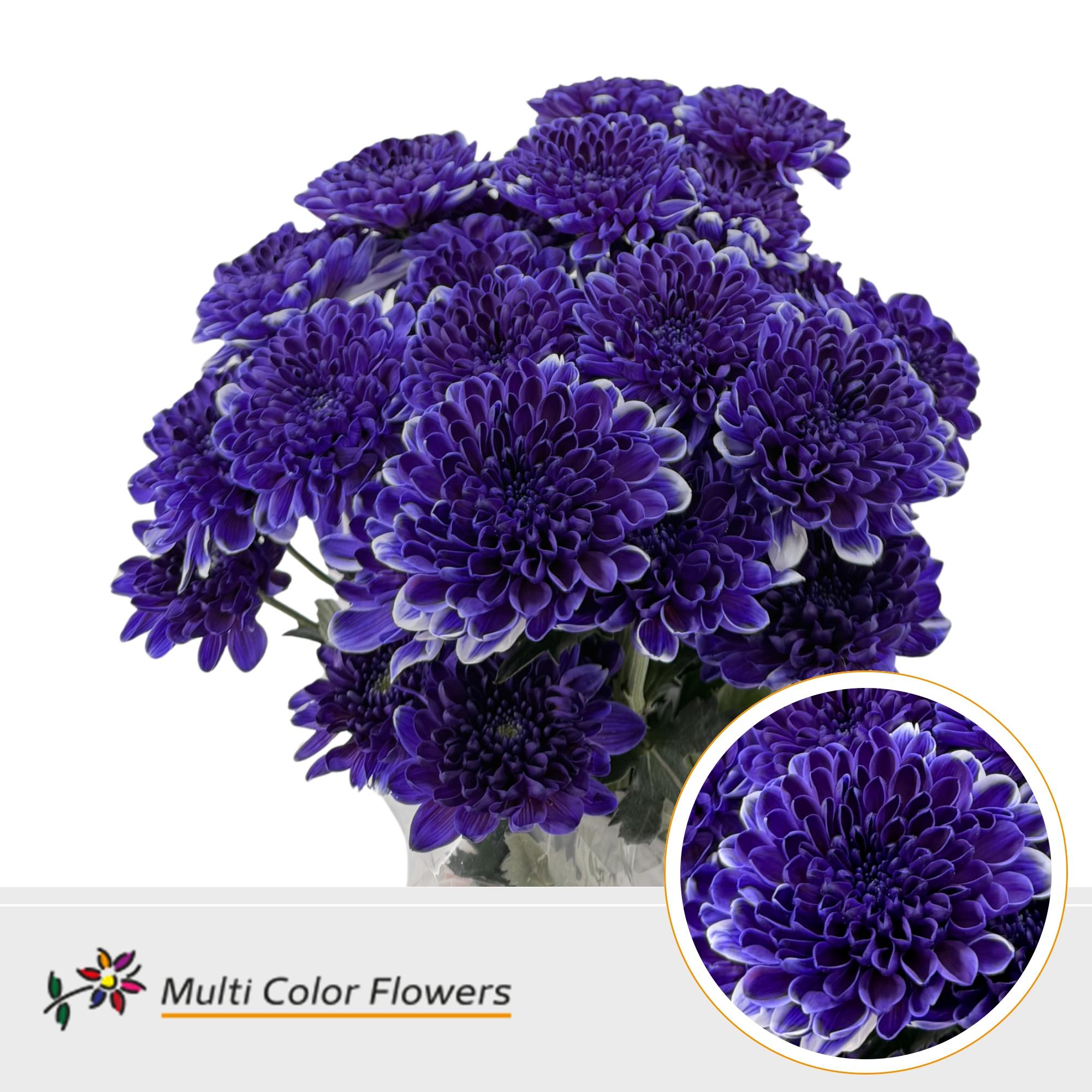 Chrysanth Spray Painted Altaj Purple Delight 60cm