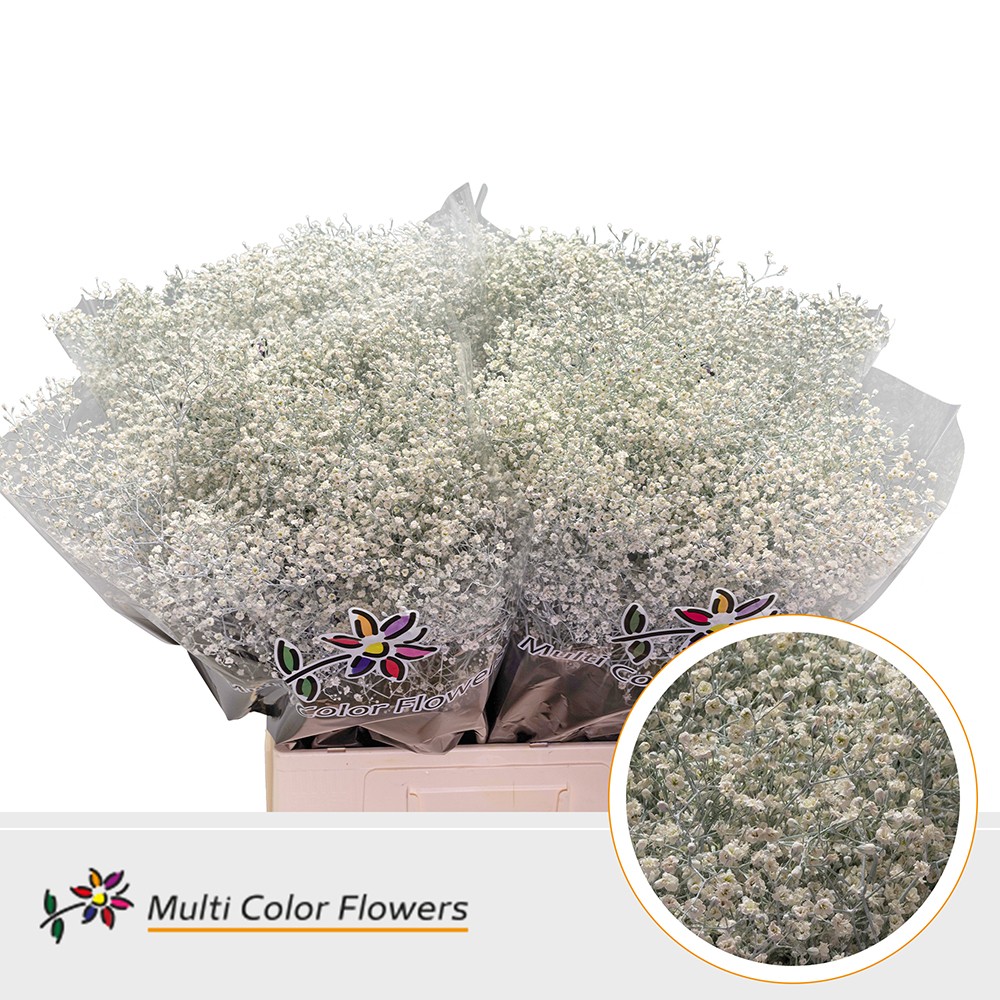 Gypsophila Painted Million Star White 70cm