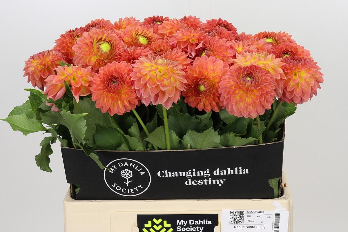 Dahlia Santa Lucia