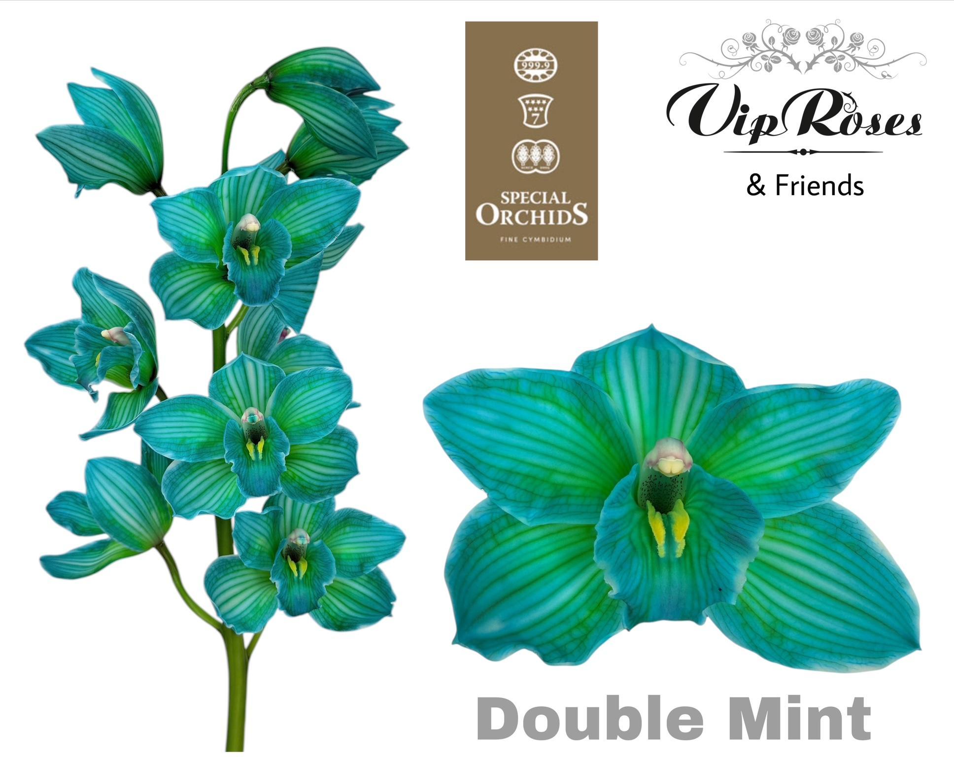 Cymbidium Painted Double Mint 80cm