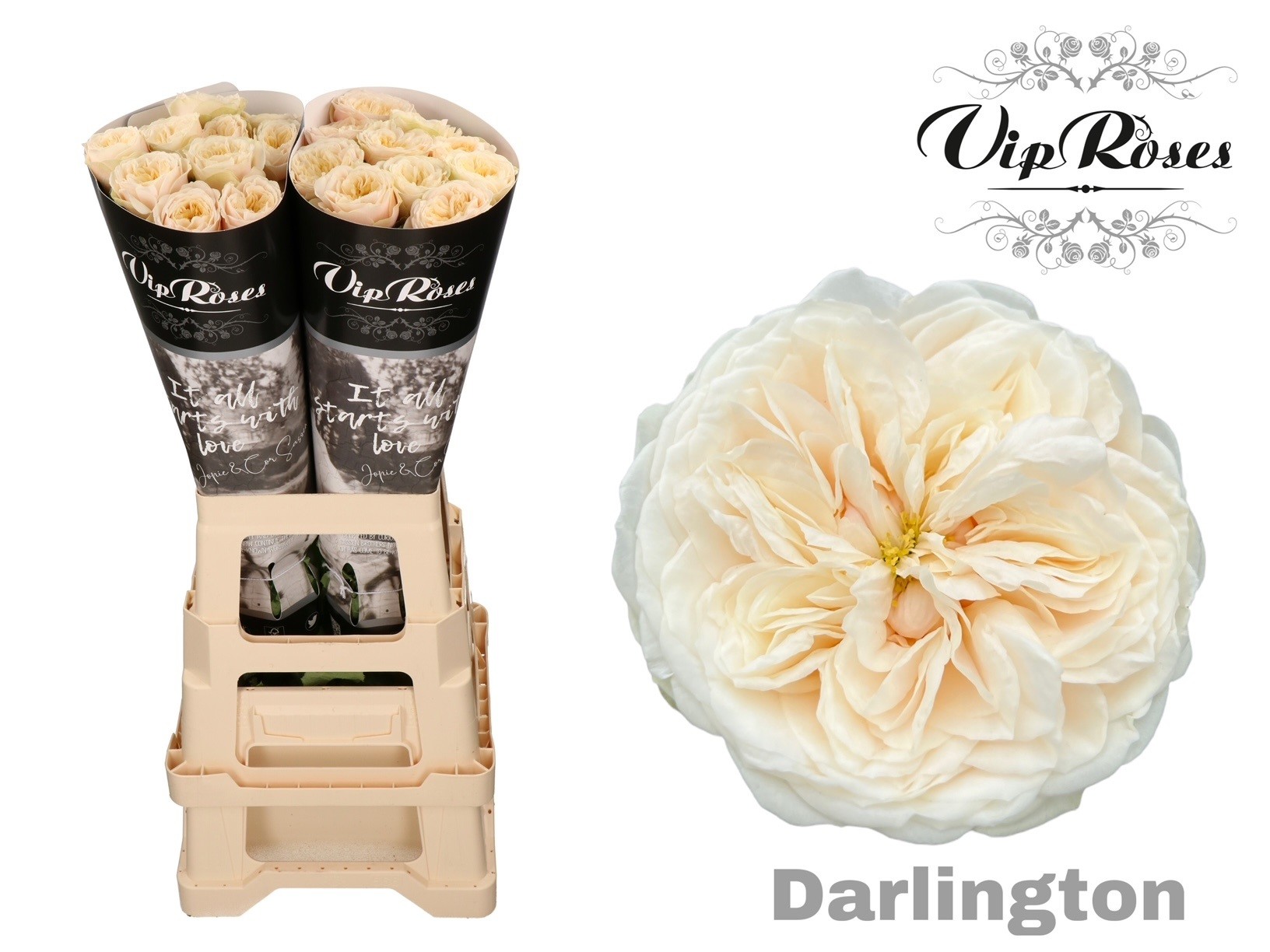 Rosa Garden Darlington 70cm