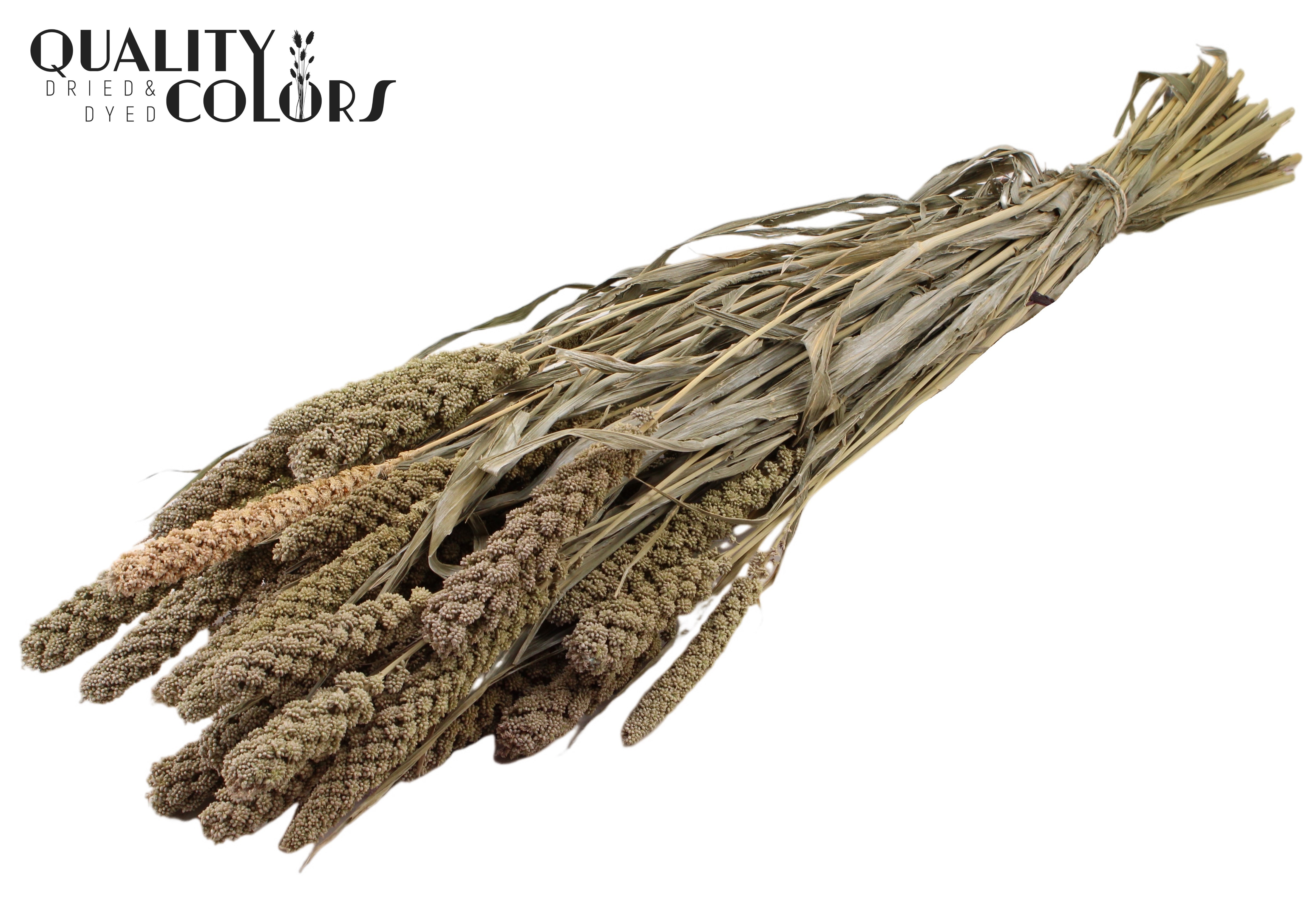 Panicum Frosted White Per Bunch 70cm