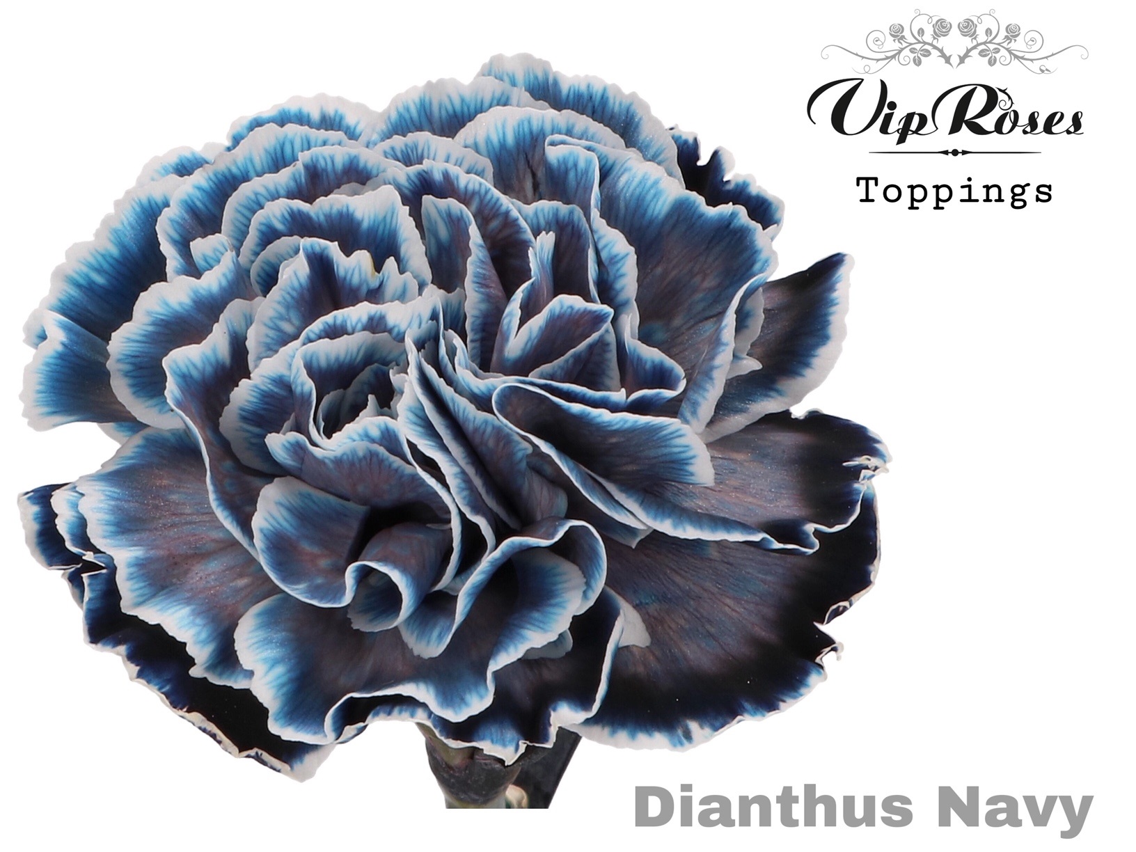 Di St Navy 60 cm