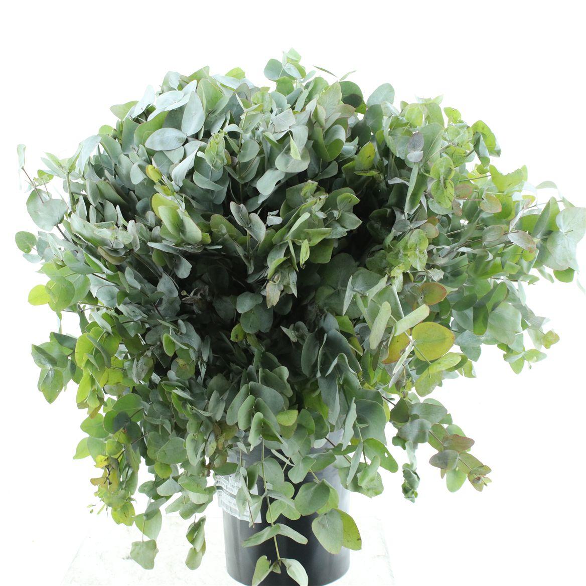 Euca Cinerea P Stem 70cm (10 Stems Per Bunch)