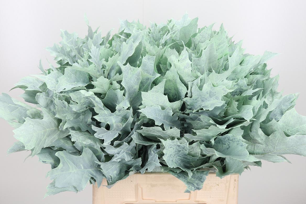 Eik Grof Frost Mint