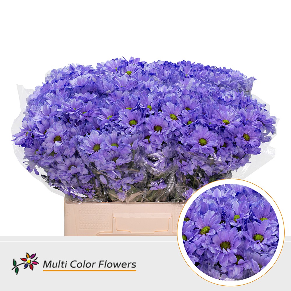 Chrysanth Spray Painted Bacardi Milka 60cm