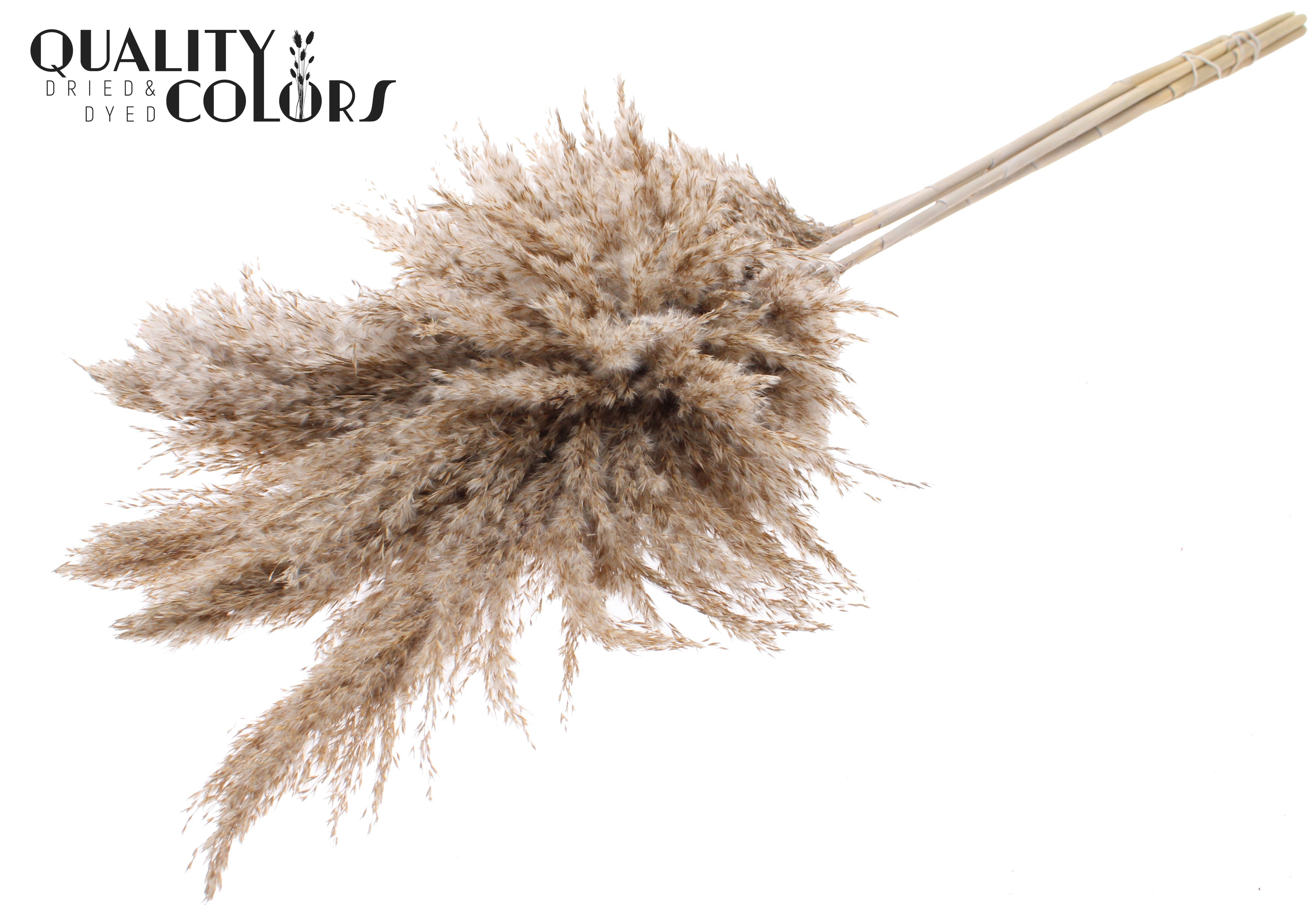 Pampas Grass Frosted White Per Bunch 100cm