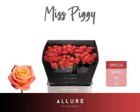 Rosa Miss Piggy 60cm