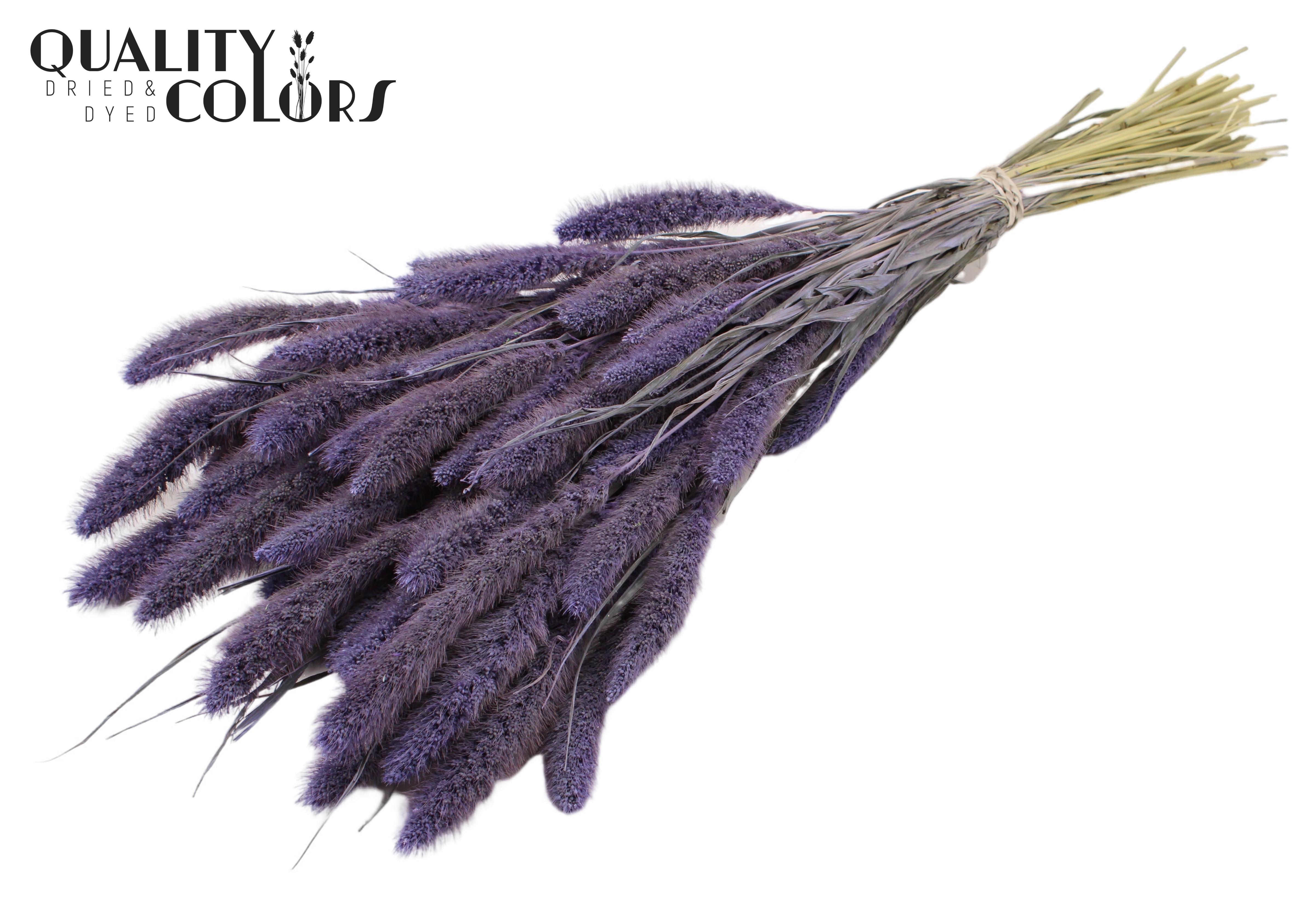 Setaria Frosted Milka Per Bunch 70cm