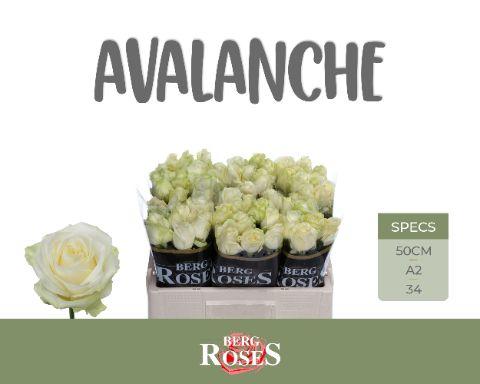 Rosa Avalanche 50cm