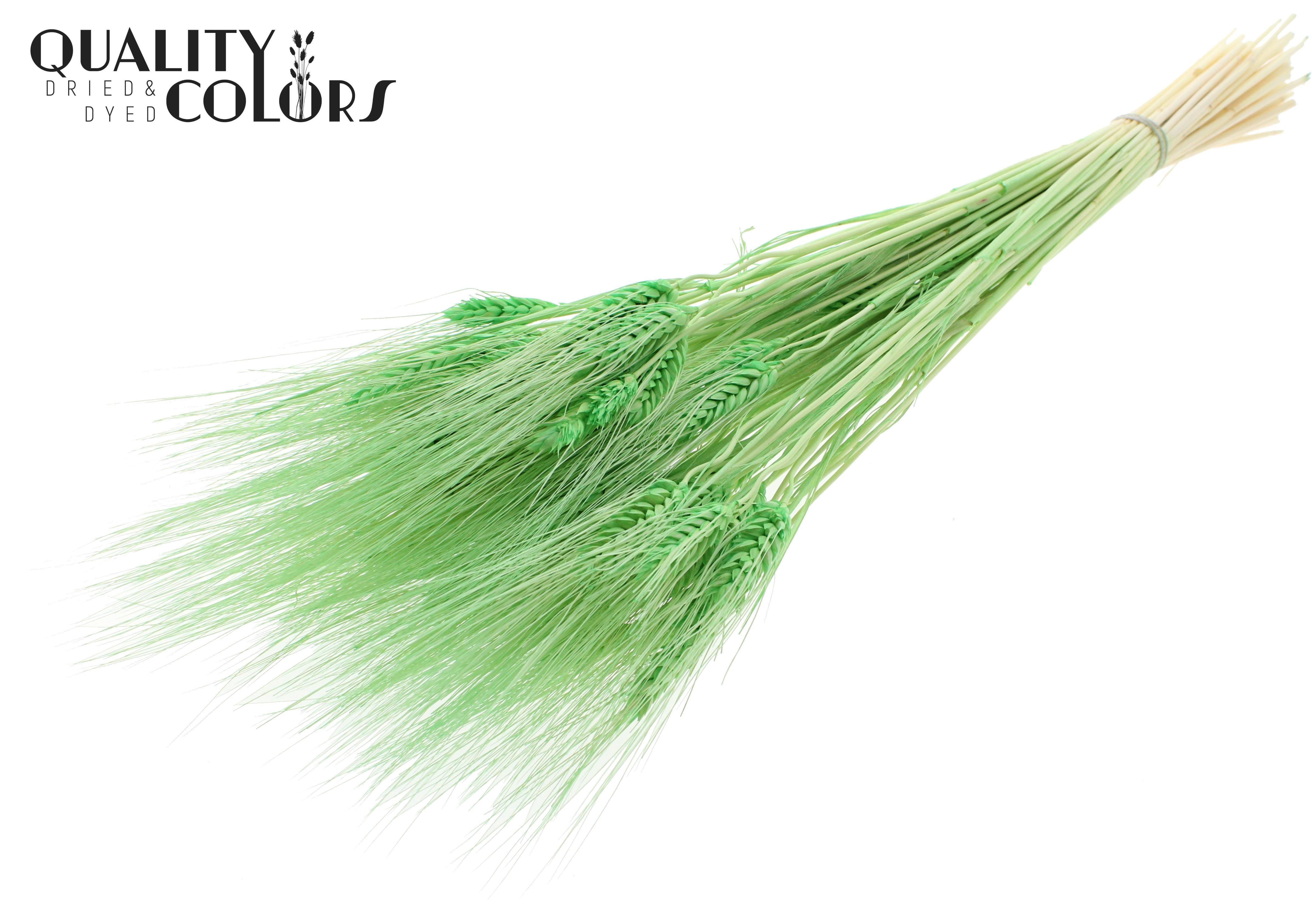 Triticale Intense Mint Per Bunch 70cm