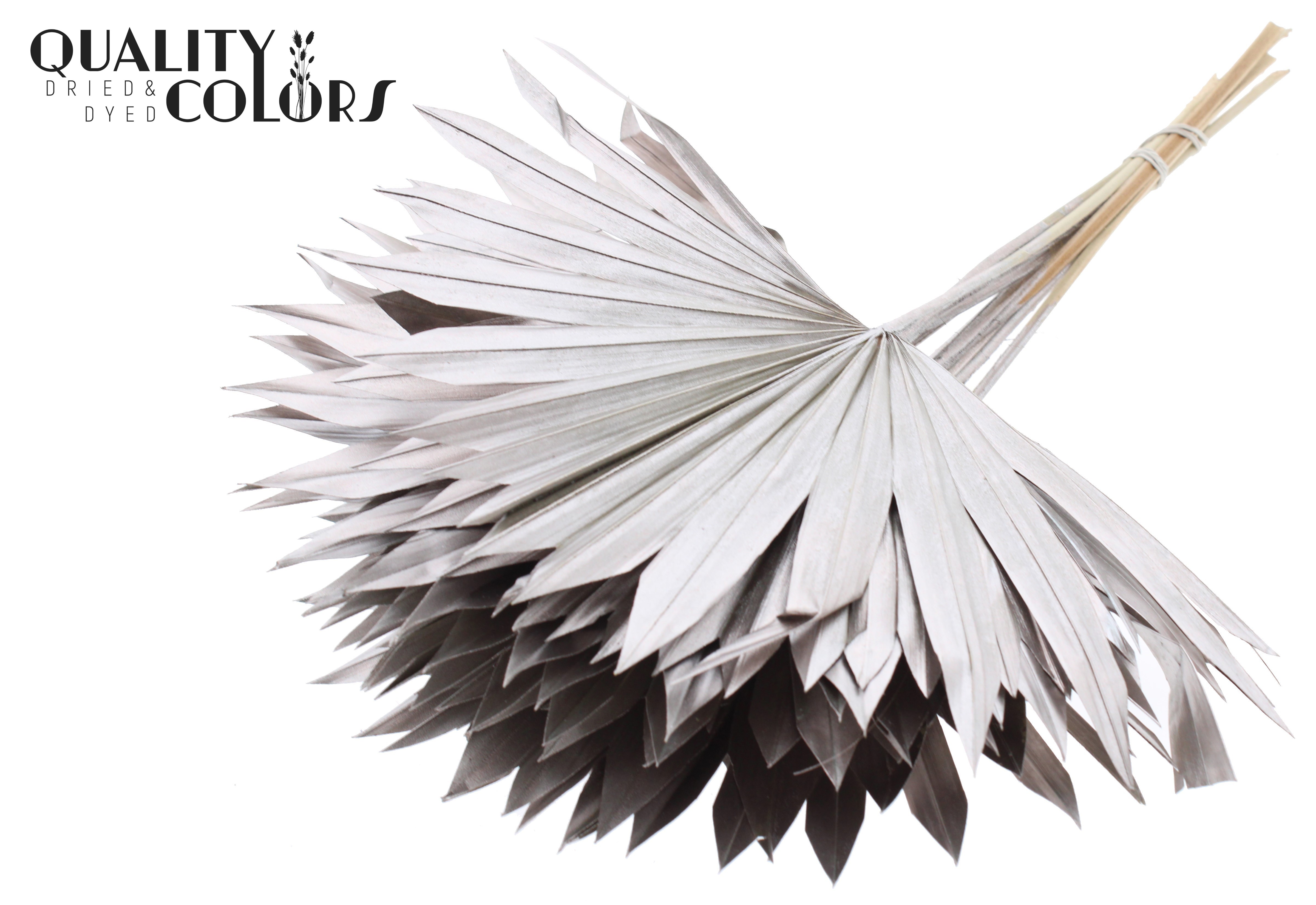 Palm Spear Champagne 50cm