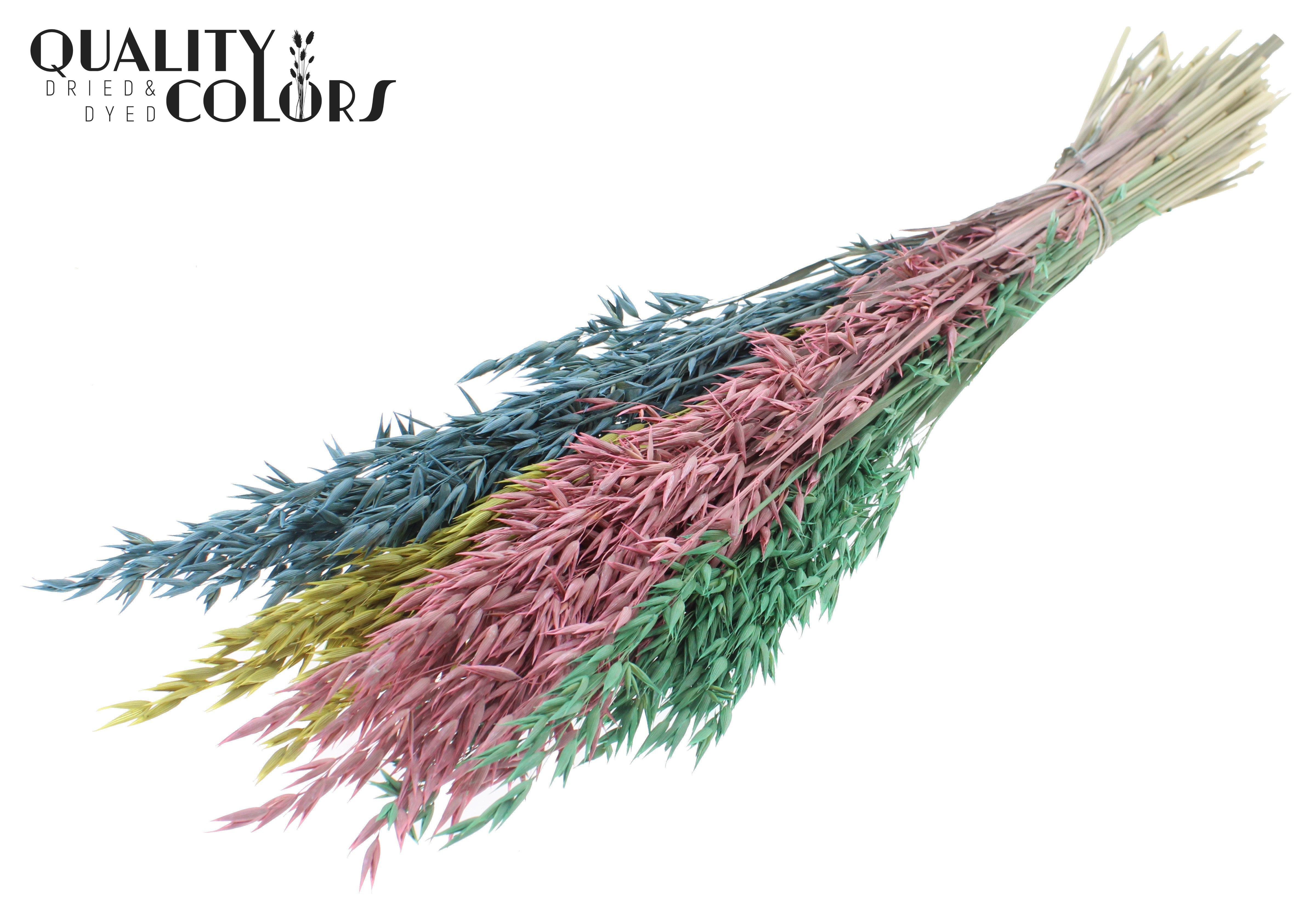 Avena Pastel Prism Per Bunch 60cm