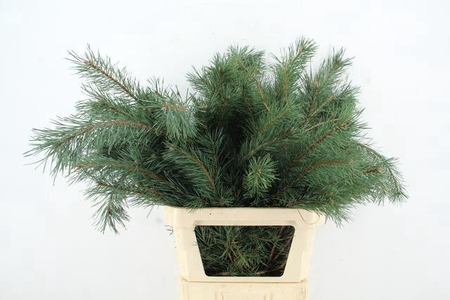 Pinus Alaska 100cm