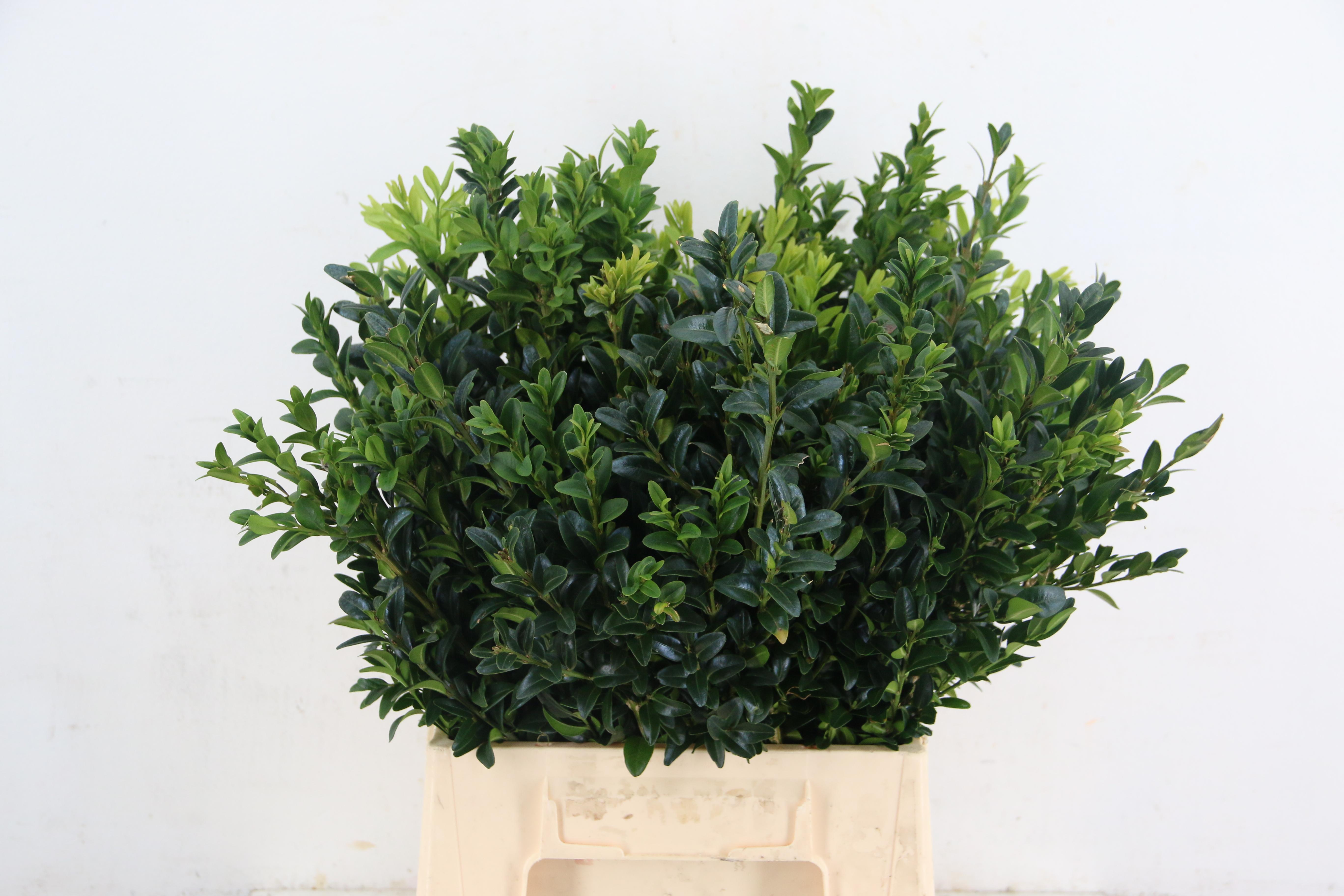 Buxus Sempervirens Per Bunch 45cm 200gr.