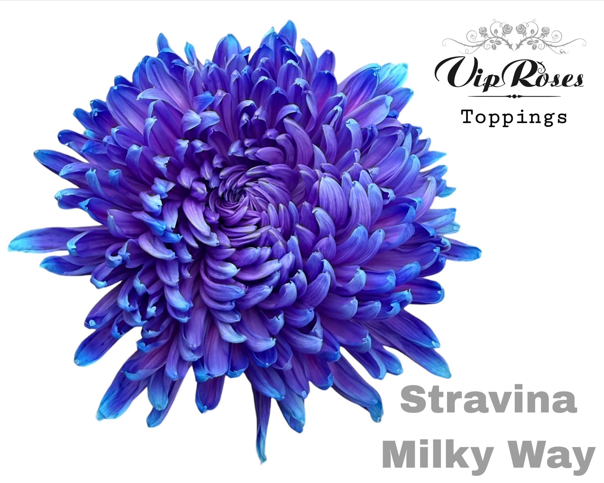 Chr G Stravina Milky Way 65 cm
