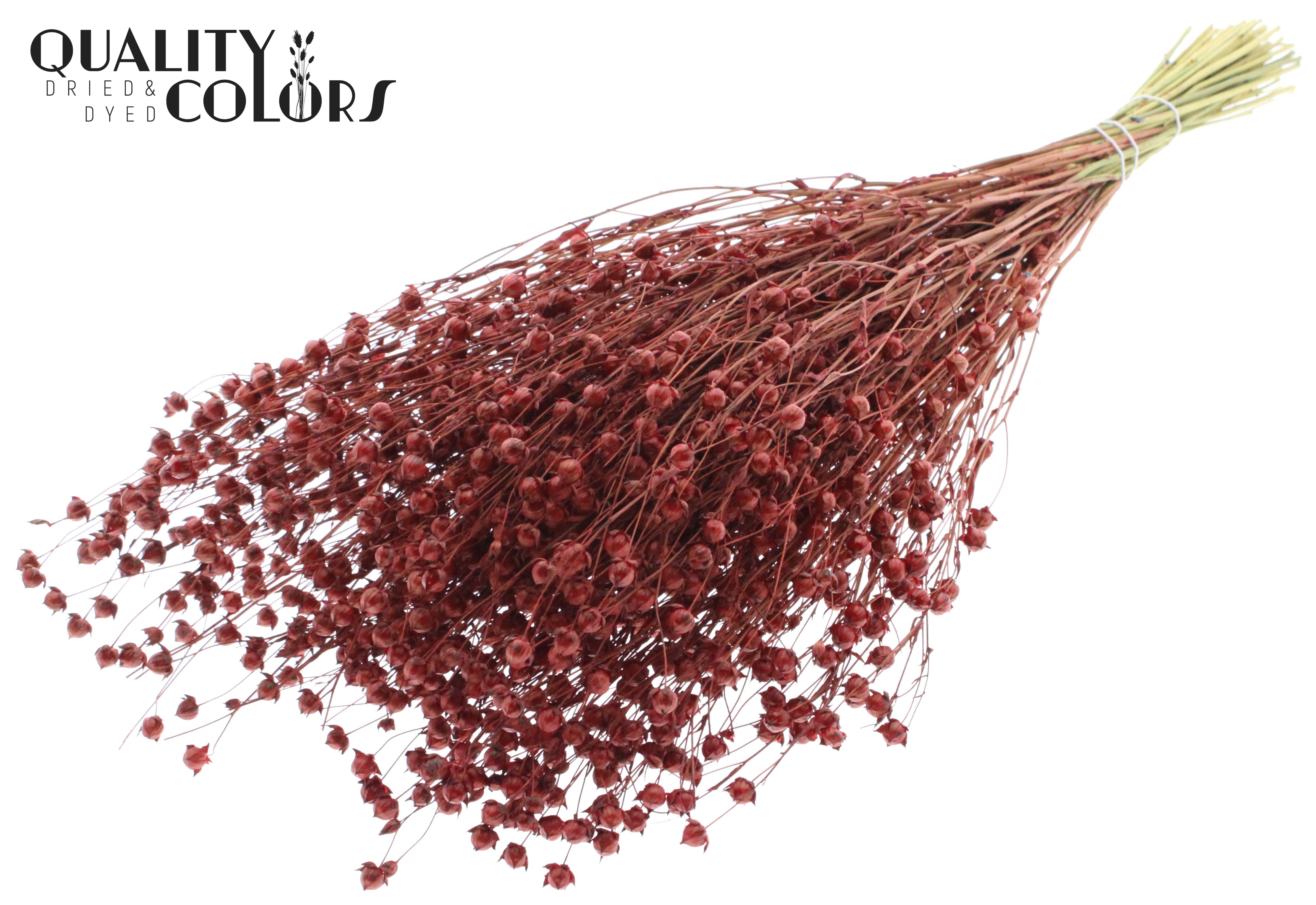 Lino Flax Terra Per Bunch 50cm