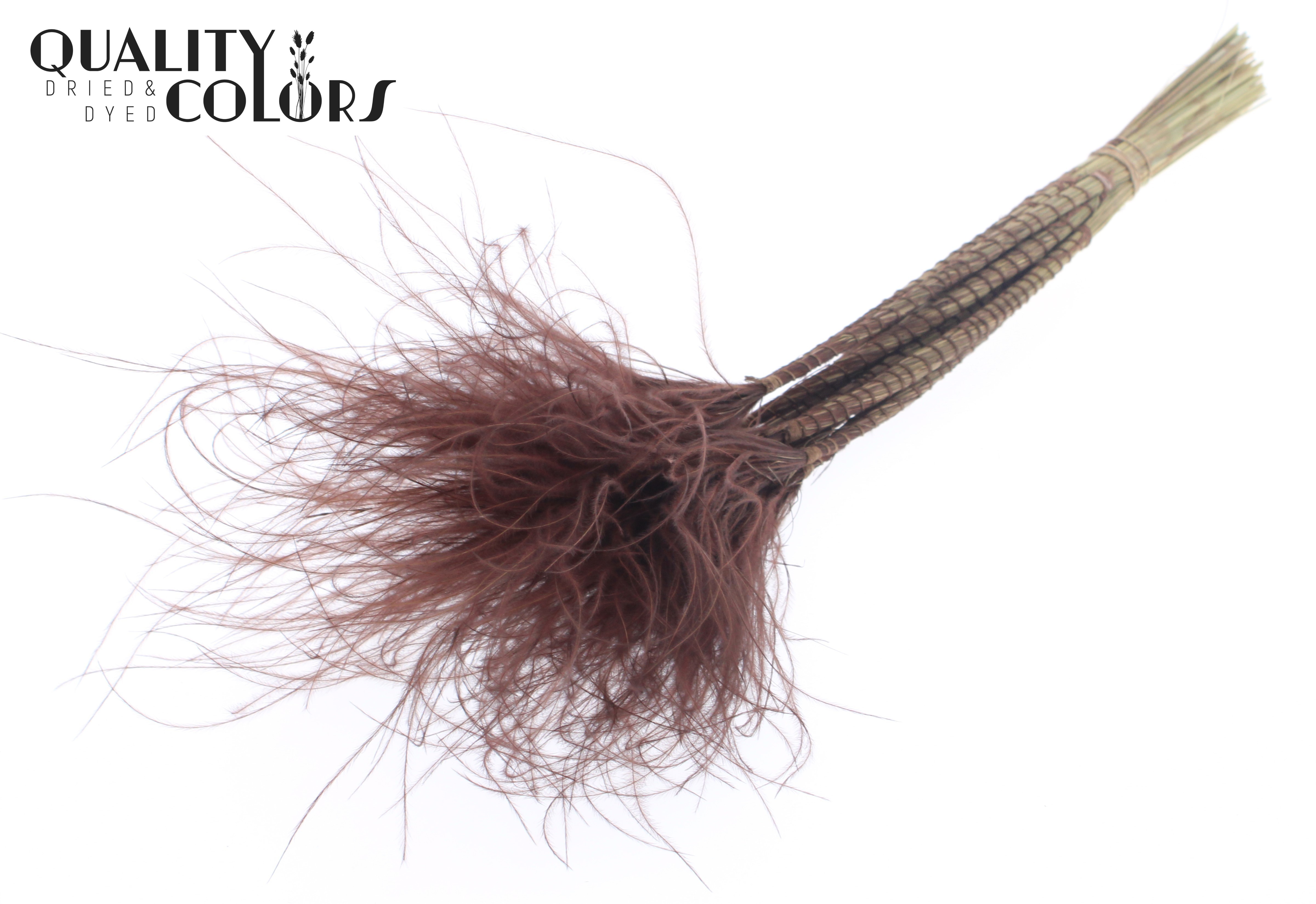 Stypha Brown Per Bunch 60cm