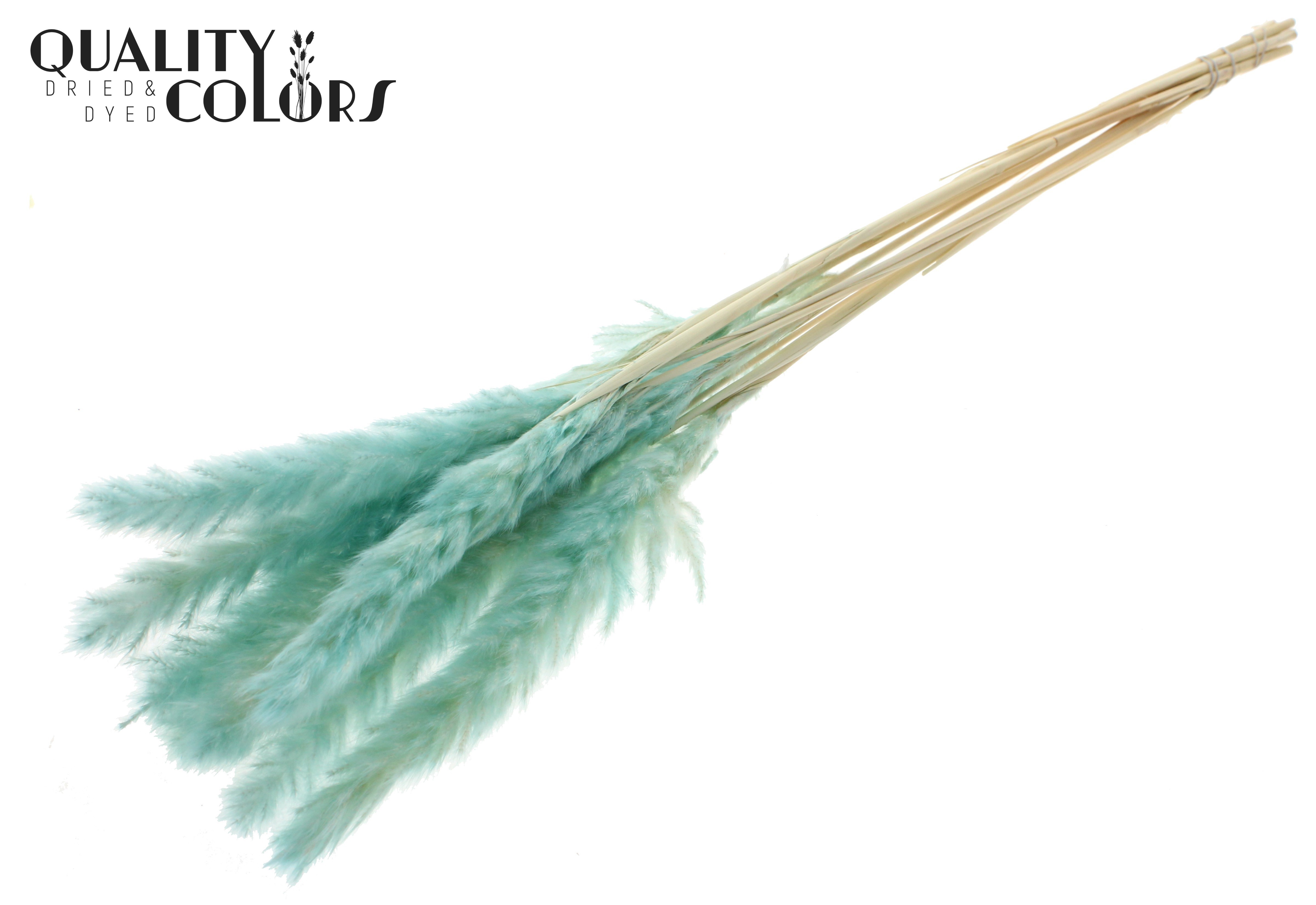 Fluffy Pampas Turquoise Per Bunch 70cm