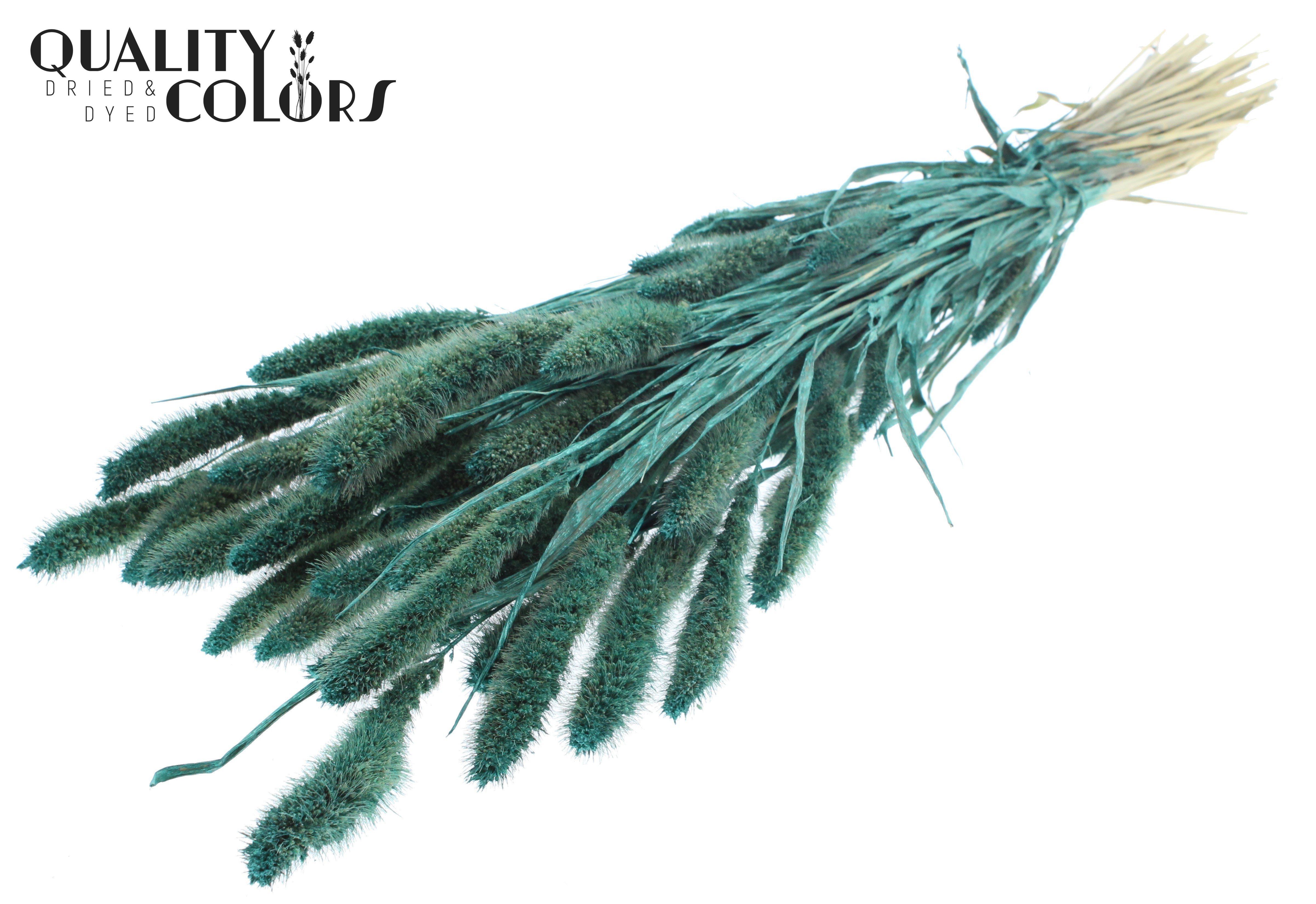 Setaria Pearl Turquoise Per Bunch 70cm