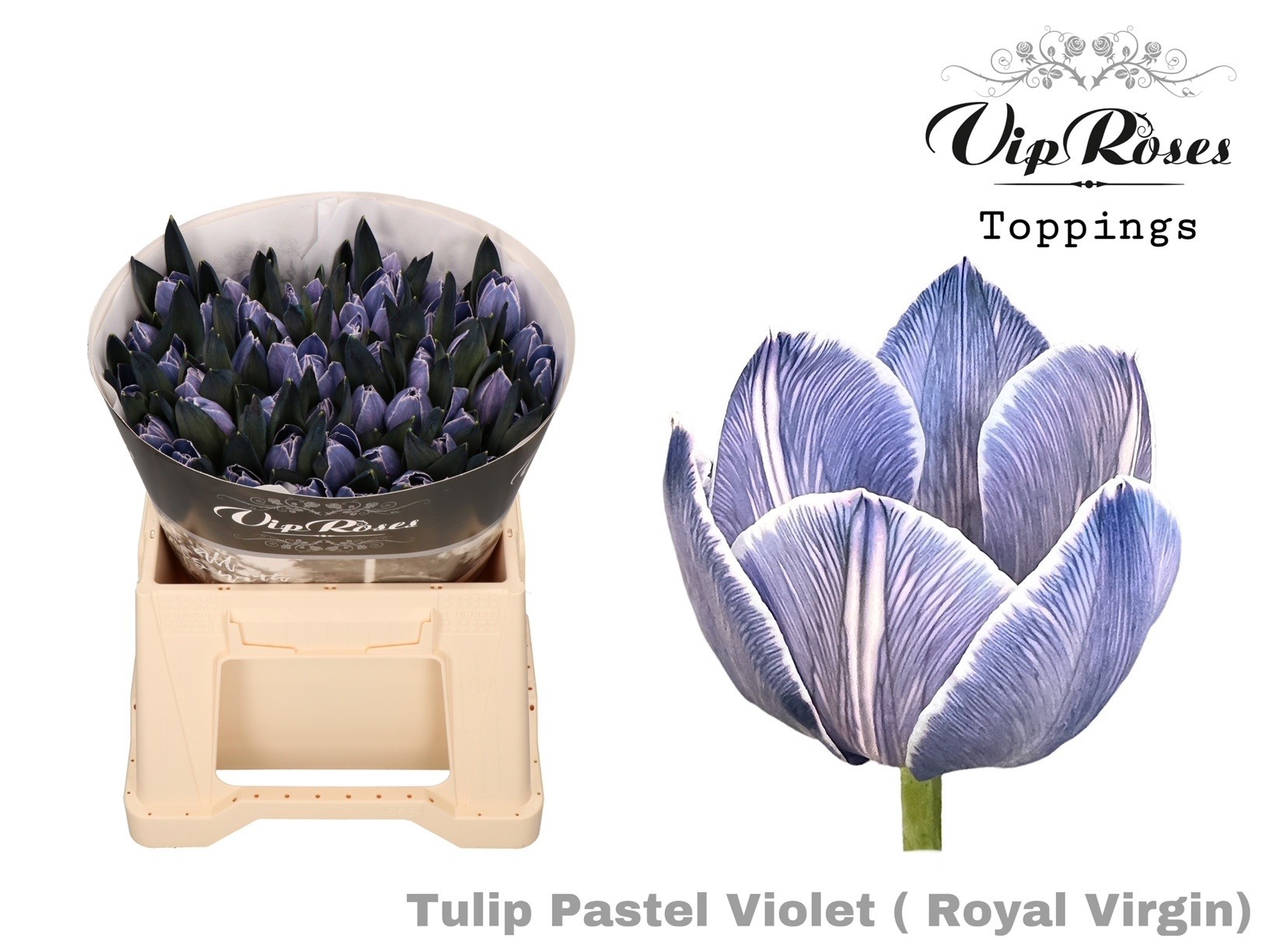 Tu En Rv Pastel Violet 38 cm