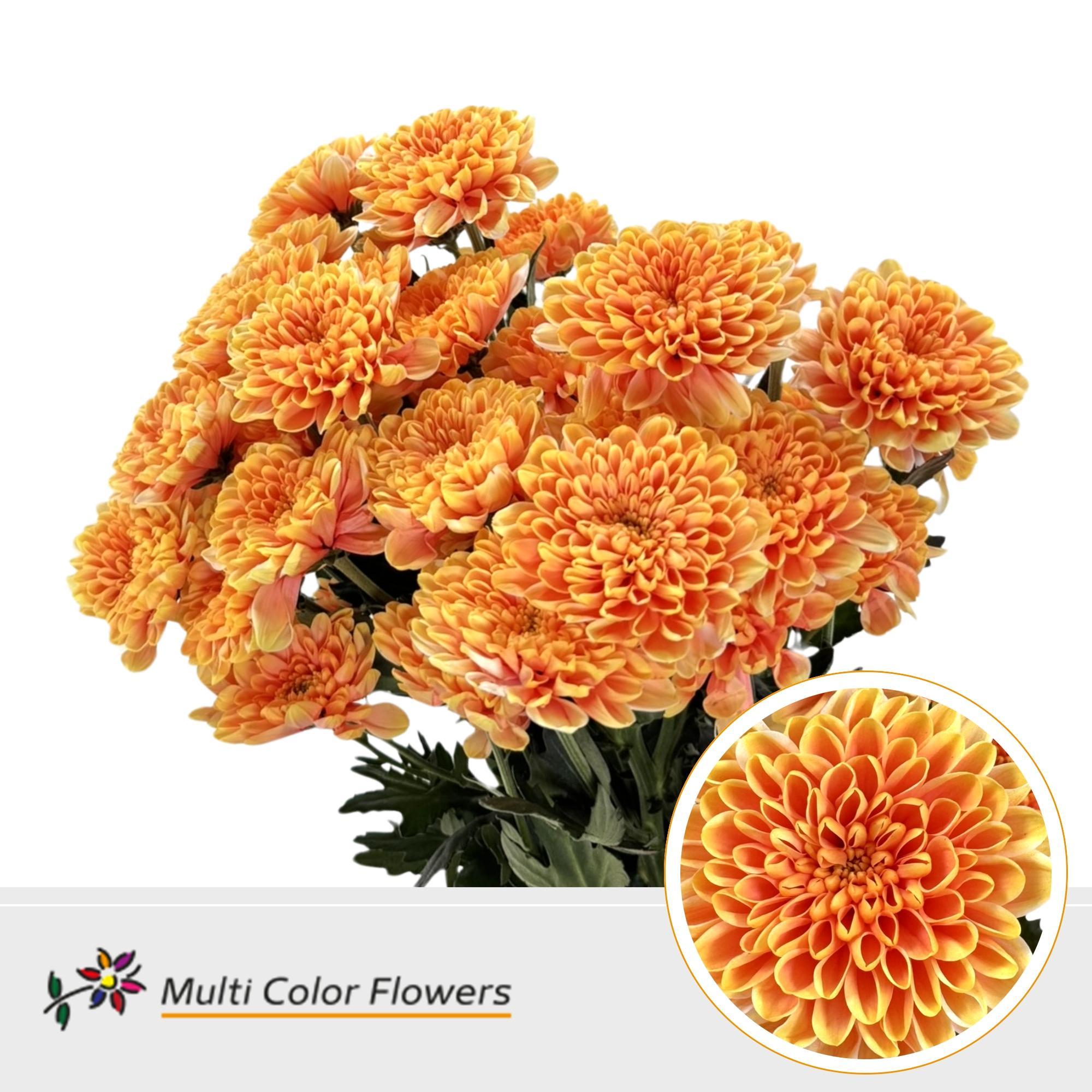 Chrysanth Spray Painted Altaj Sunset 60cm