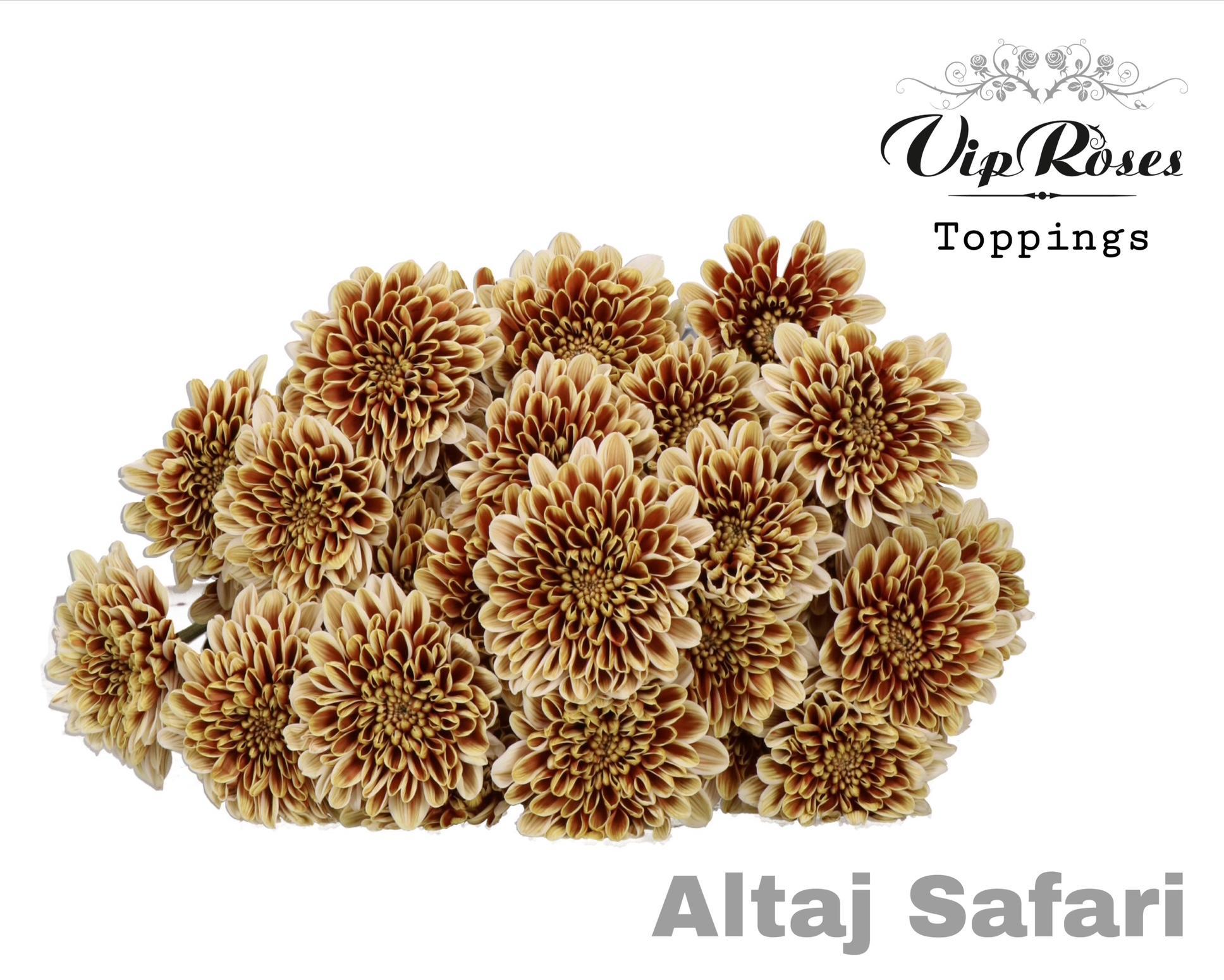 Chr T Altaj Safari 65 cm
