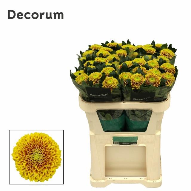 Chr G Tropicana 70 cm
