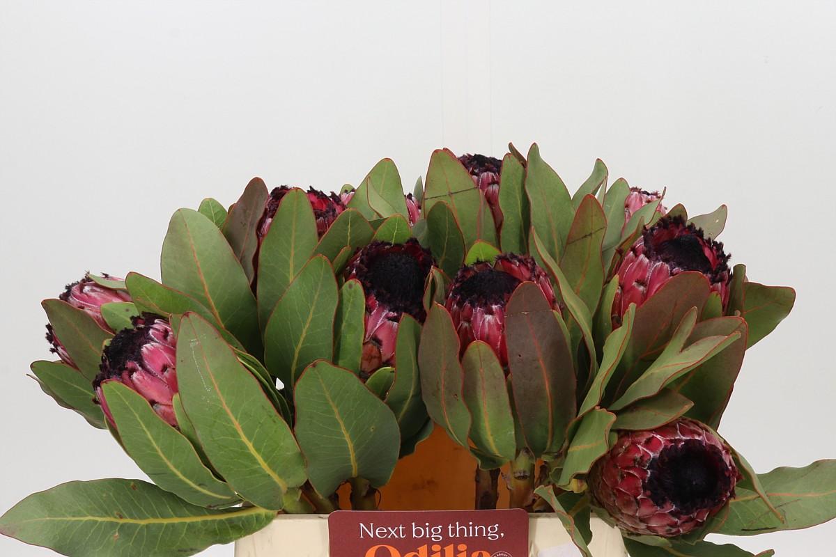 Protea Barbigera Early Mountain Queen